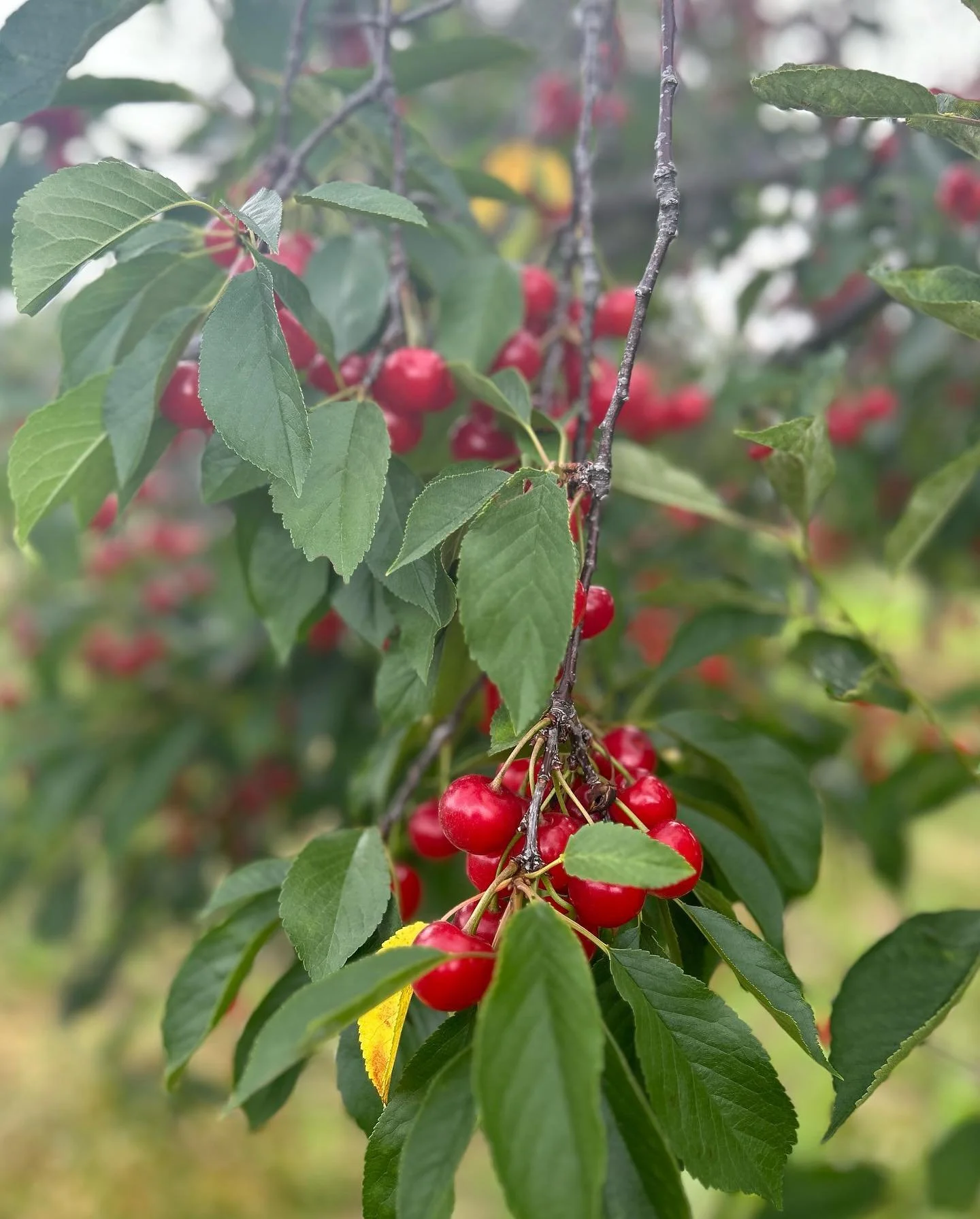 proostbrewing_1689360967_3146910335552994755_3525502410.jpg