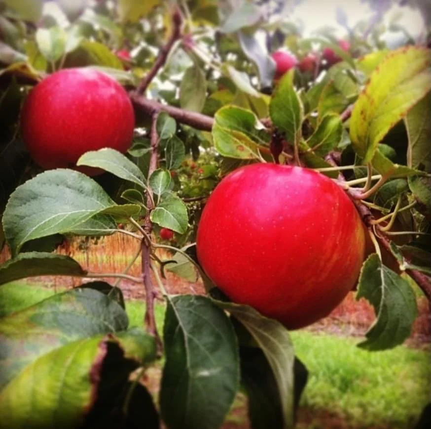 cherryupick_1694791568_3192465523899836998_14061362044.jpg