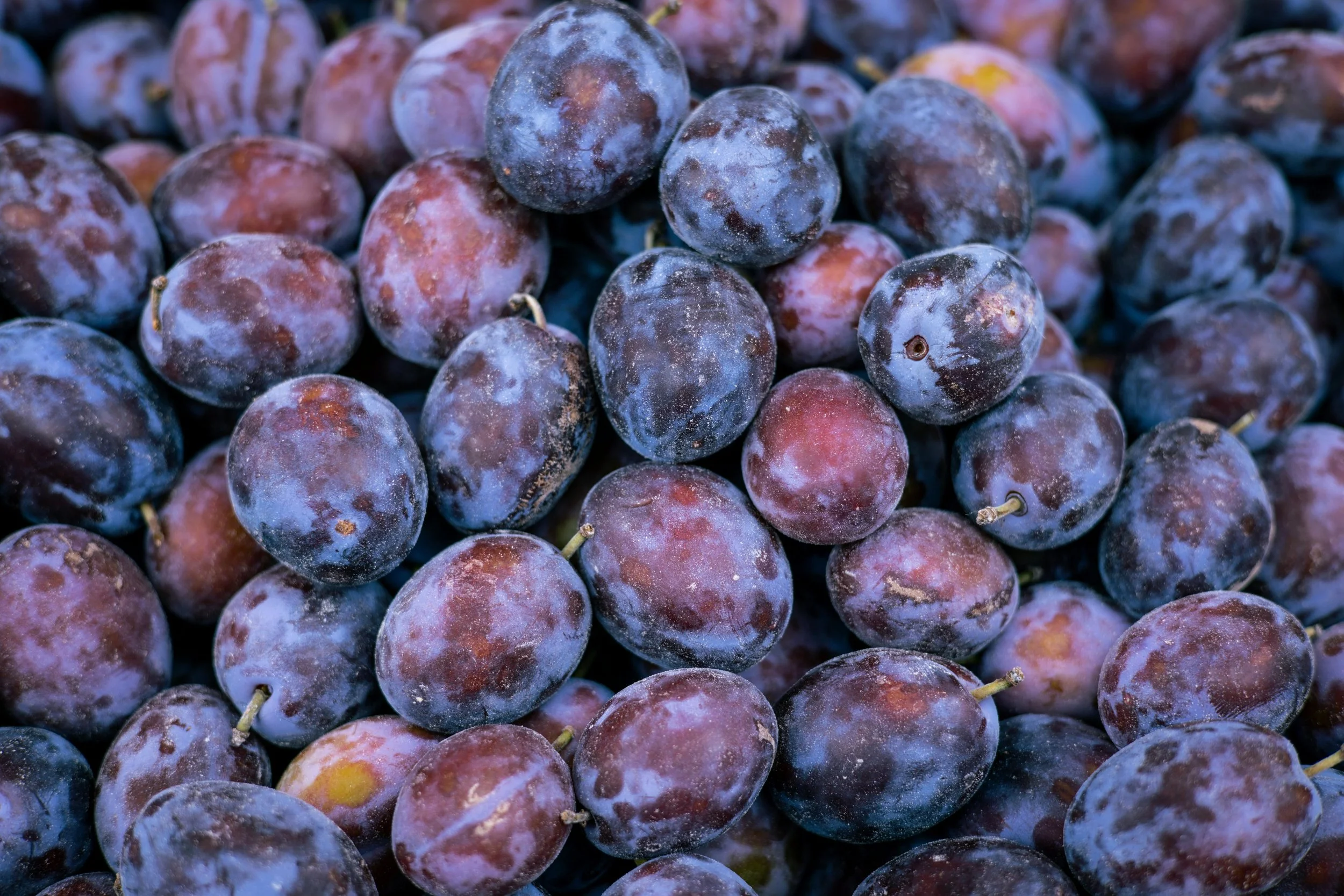 pexels-jaralol-16484012.jpg