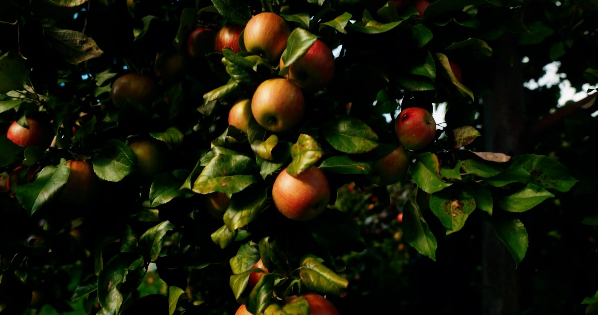 Apples.00_00_10_02.Still001.jpg