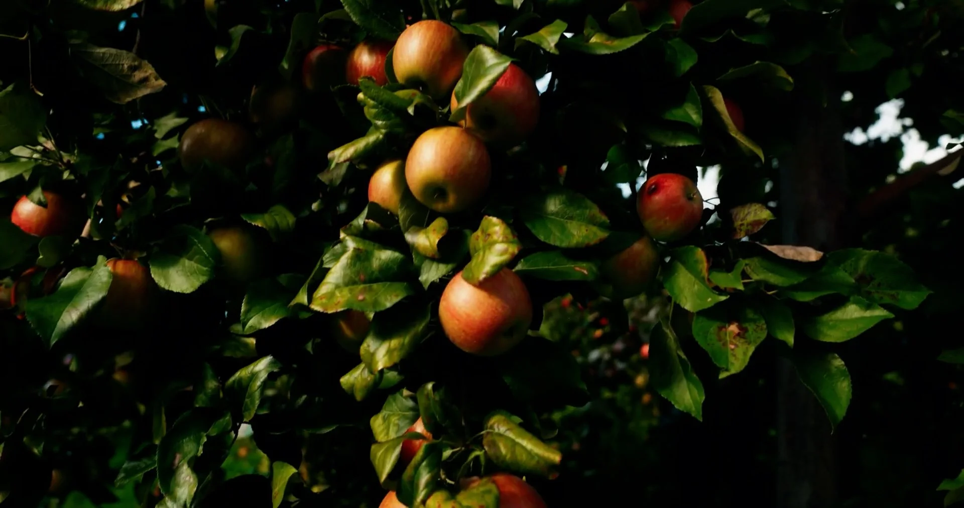 Apples.00_00_10_02.Still001.jpg