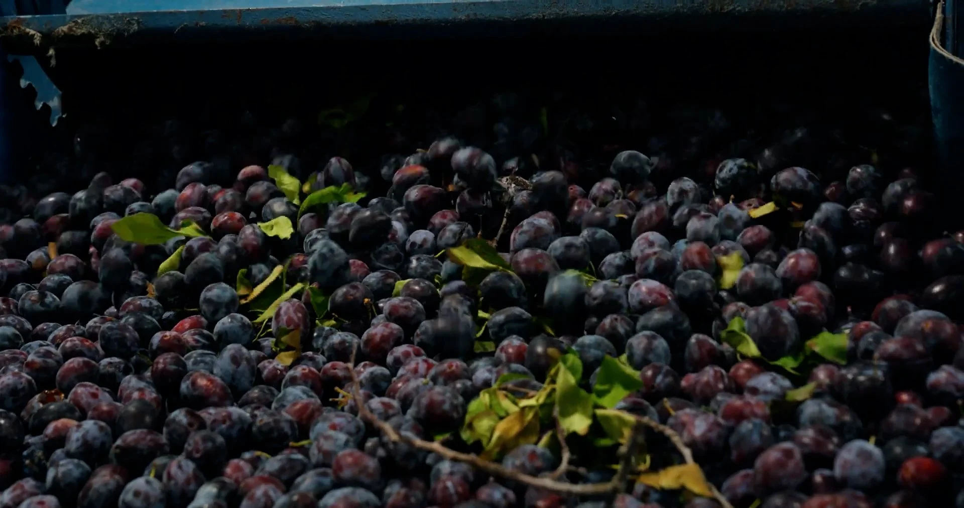 Plums.00_00_00_20.Still001.jpg