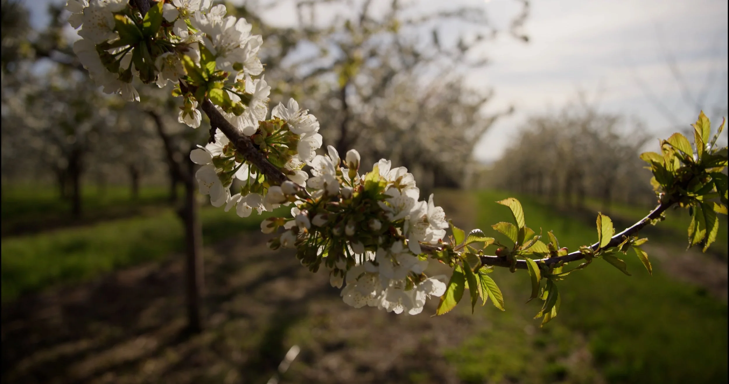 Cherry blossoms.00_00_13_16.Still001.jpg