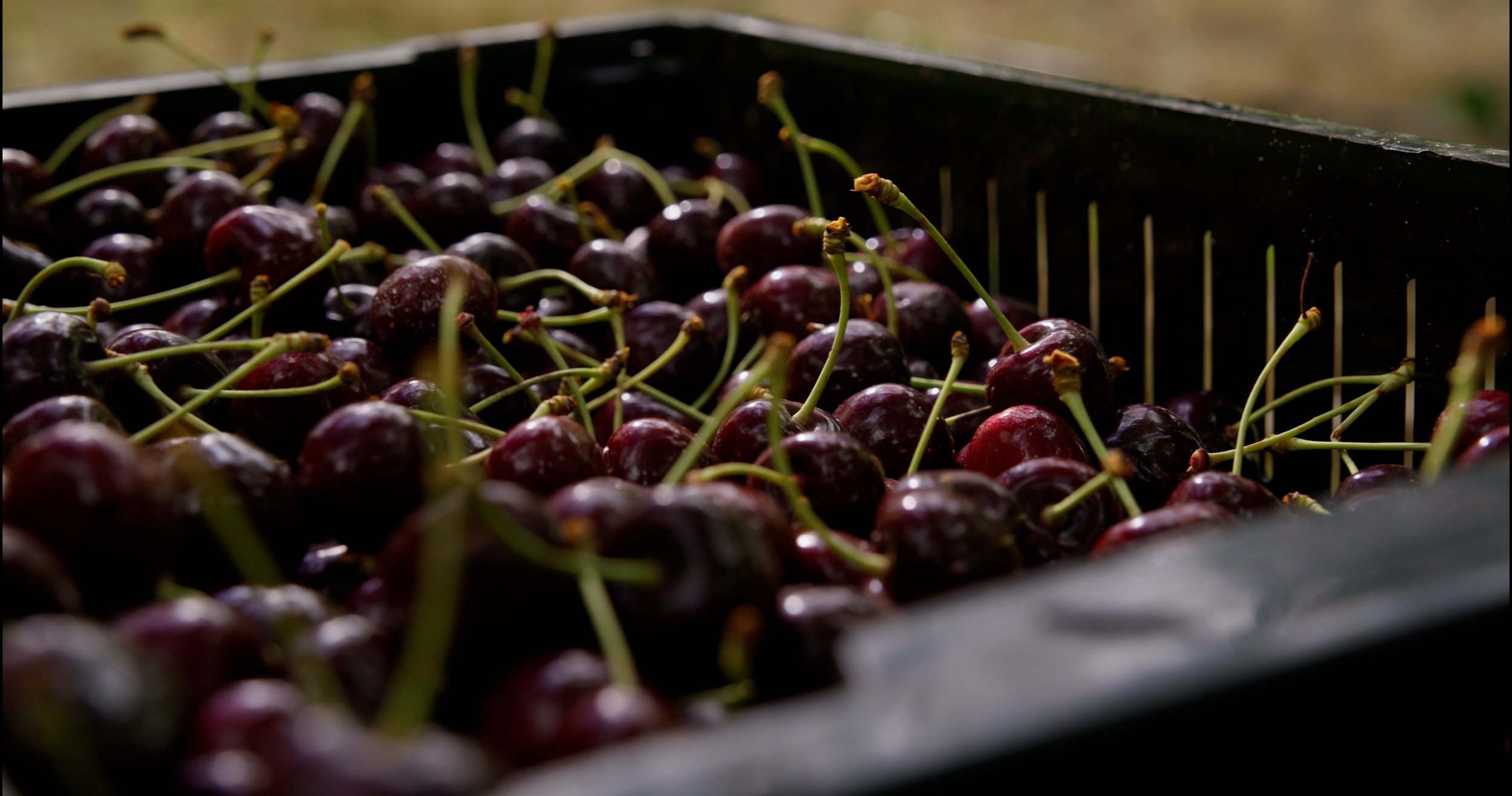 cherries.00_00_05_11.Still002.jpg