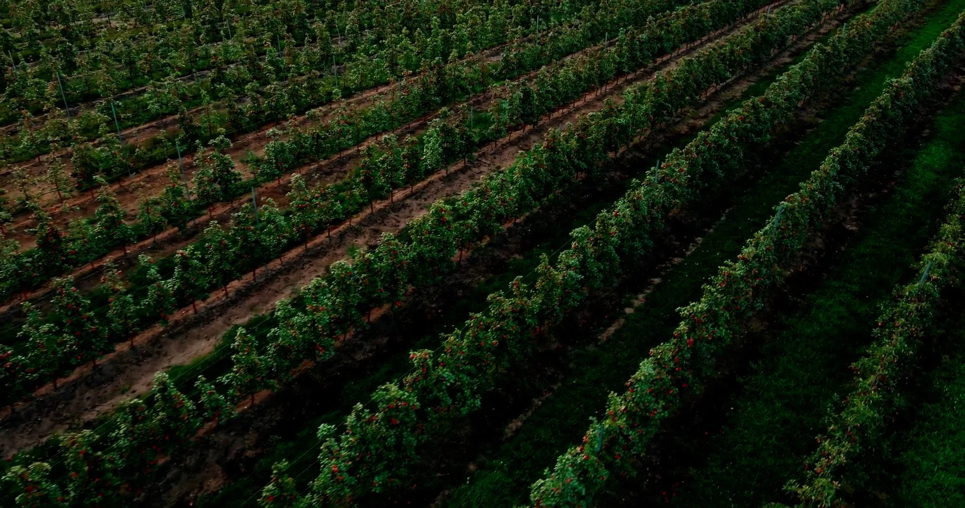 farm broll.00_00_08_19.Still002.jpg