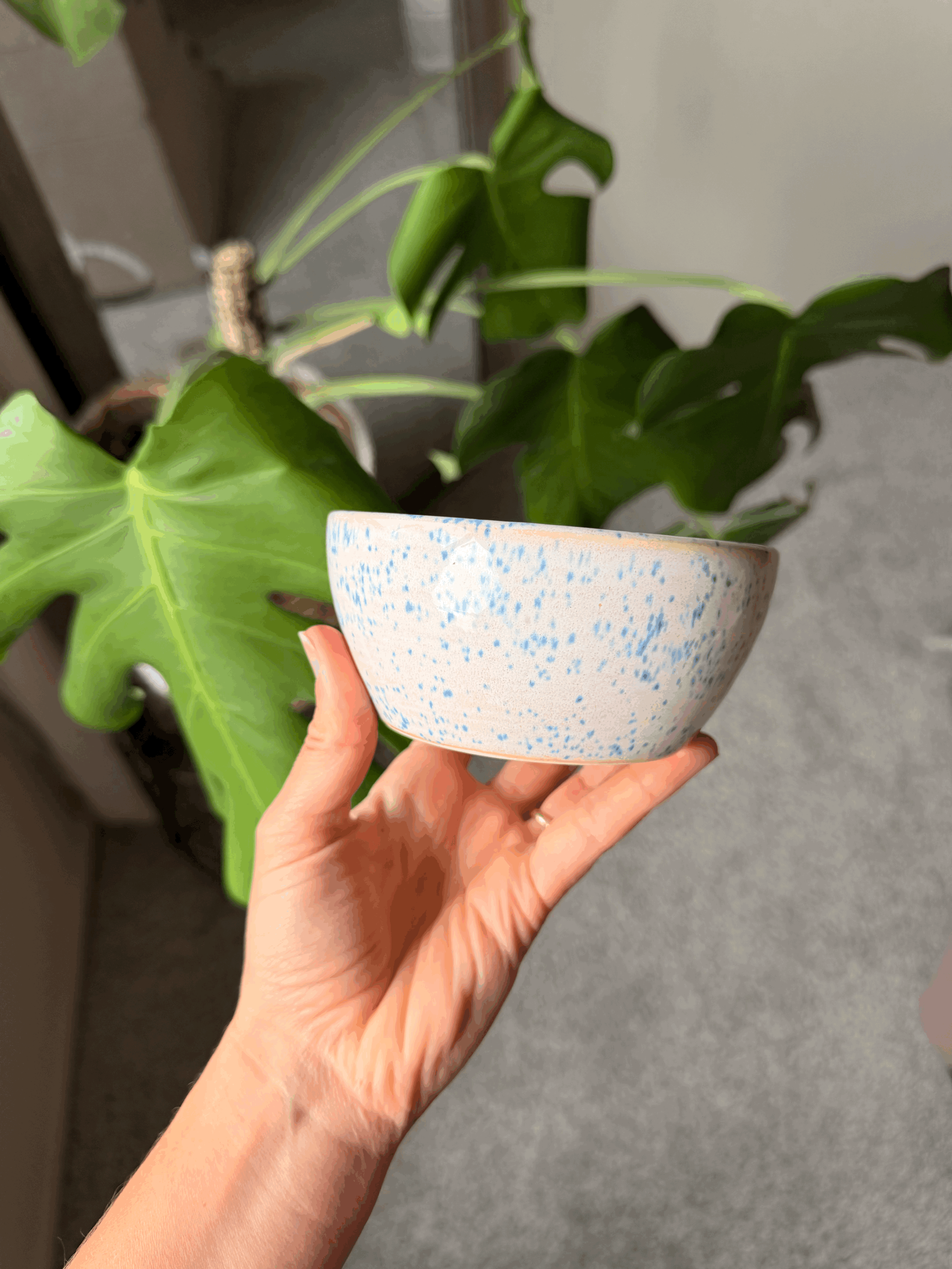 IMG_4300OLGLSg.gif