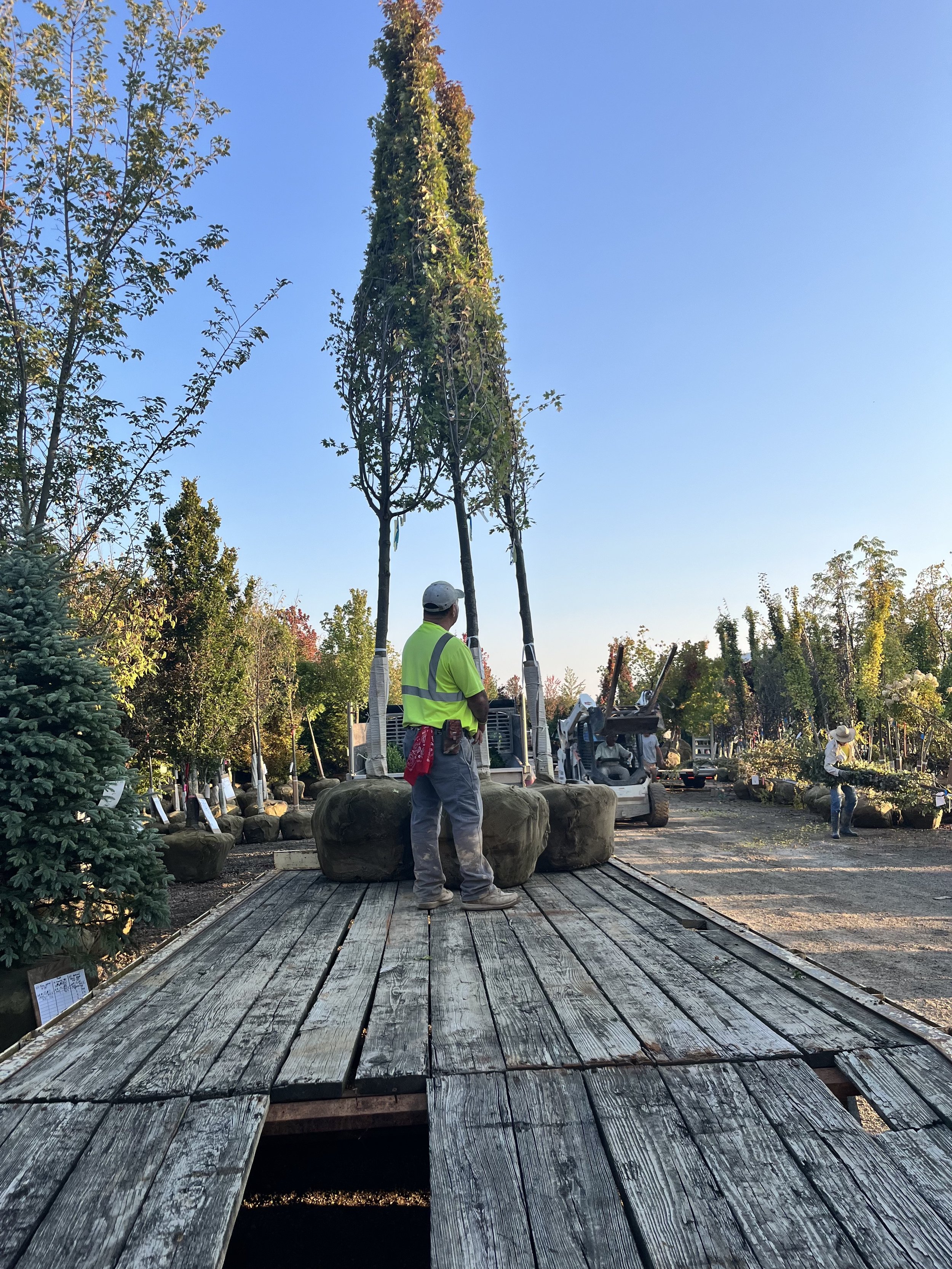 A worker in a neon safety vest and hard hat standing on wooden planks at a tree nursery, facing a tall, narrow tree being prepared for transportation, with other workers and trees in the background under a clear blue sky.