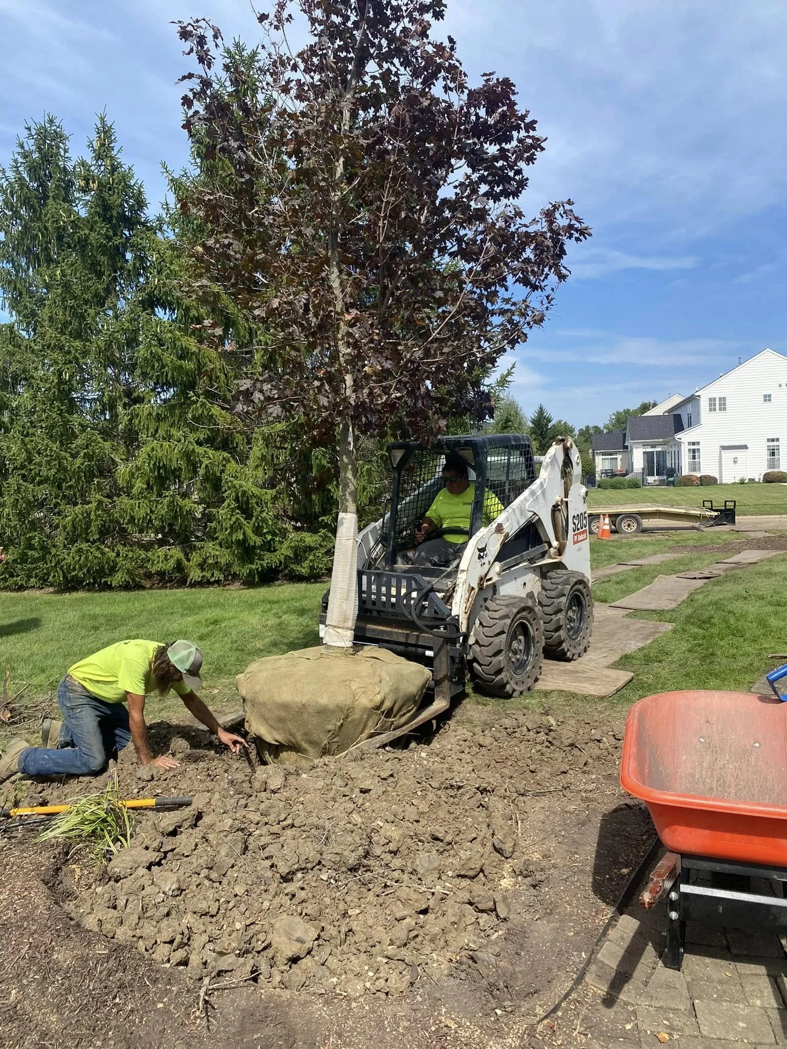 Two workers in bright yellow shirts are planting a tree in a residential yard, with one using a skid steer loader to position the tree and another kneeling on the ground adjusting the soil.