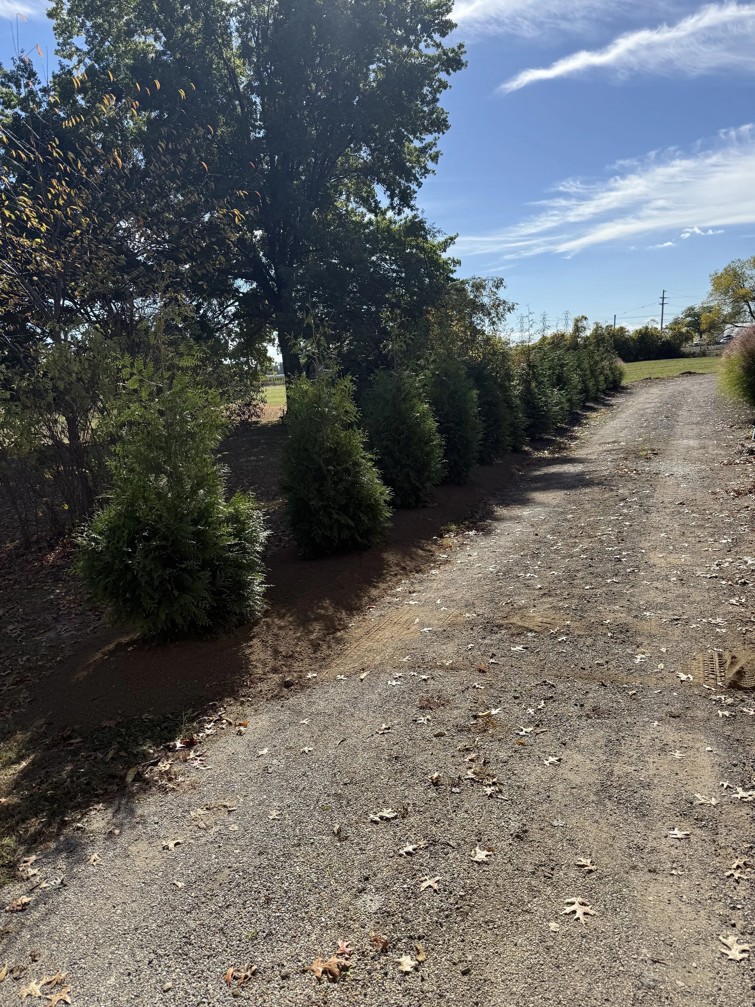 A dirt pathway with fallen leaves, flanked by bushes and trees, under a blue sky with few clouds.