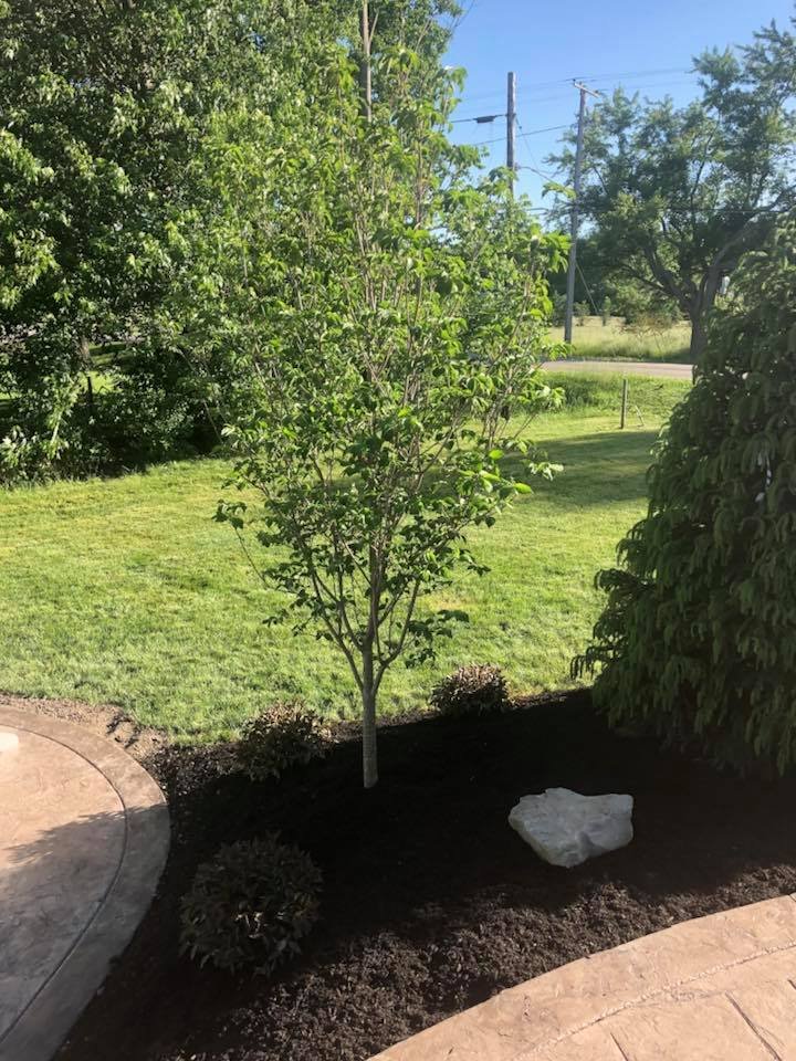 A young tree planted in a landscaped garden bed with mulch, surrounded by small bushes and a large white rock. A paved walkway curves around the bed, with a grassy yard and trees in the background.