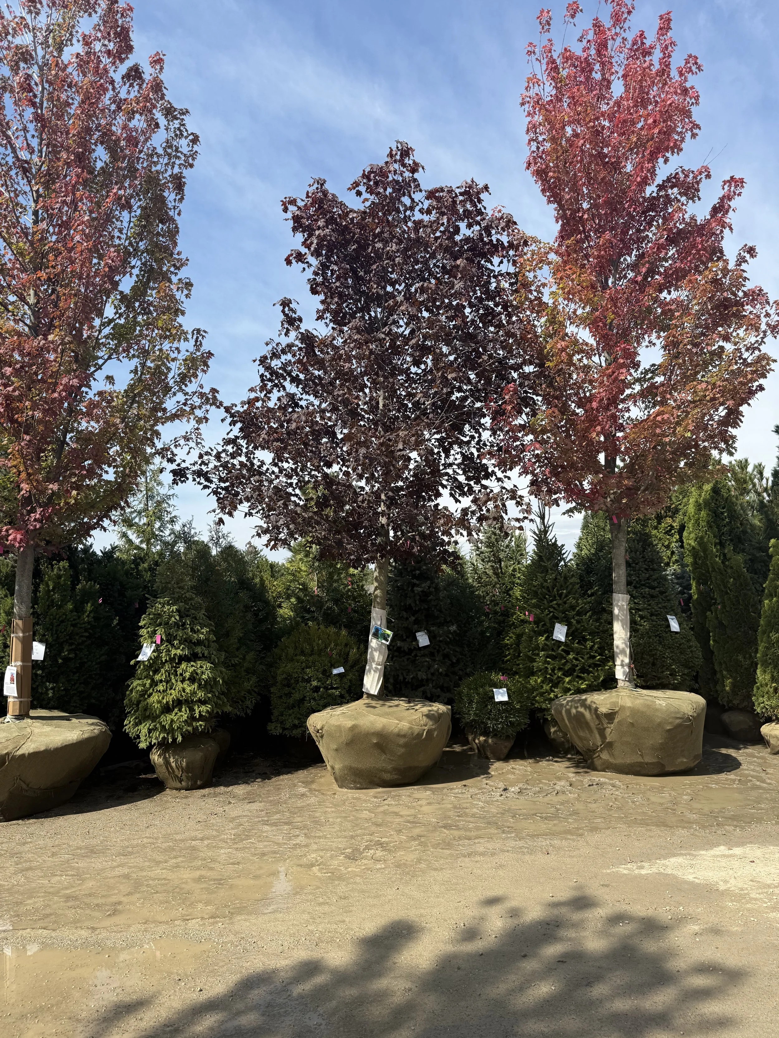 Three large potted trees with colorful fall foliage arranged outdoors on a dirt surface, with other greenery and trees in the background, under a partly cloudy sky.