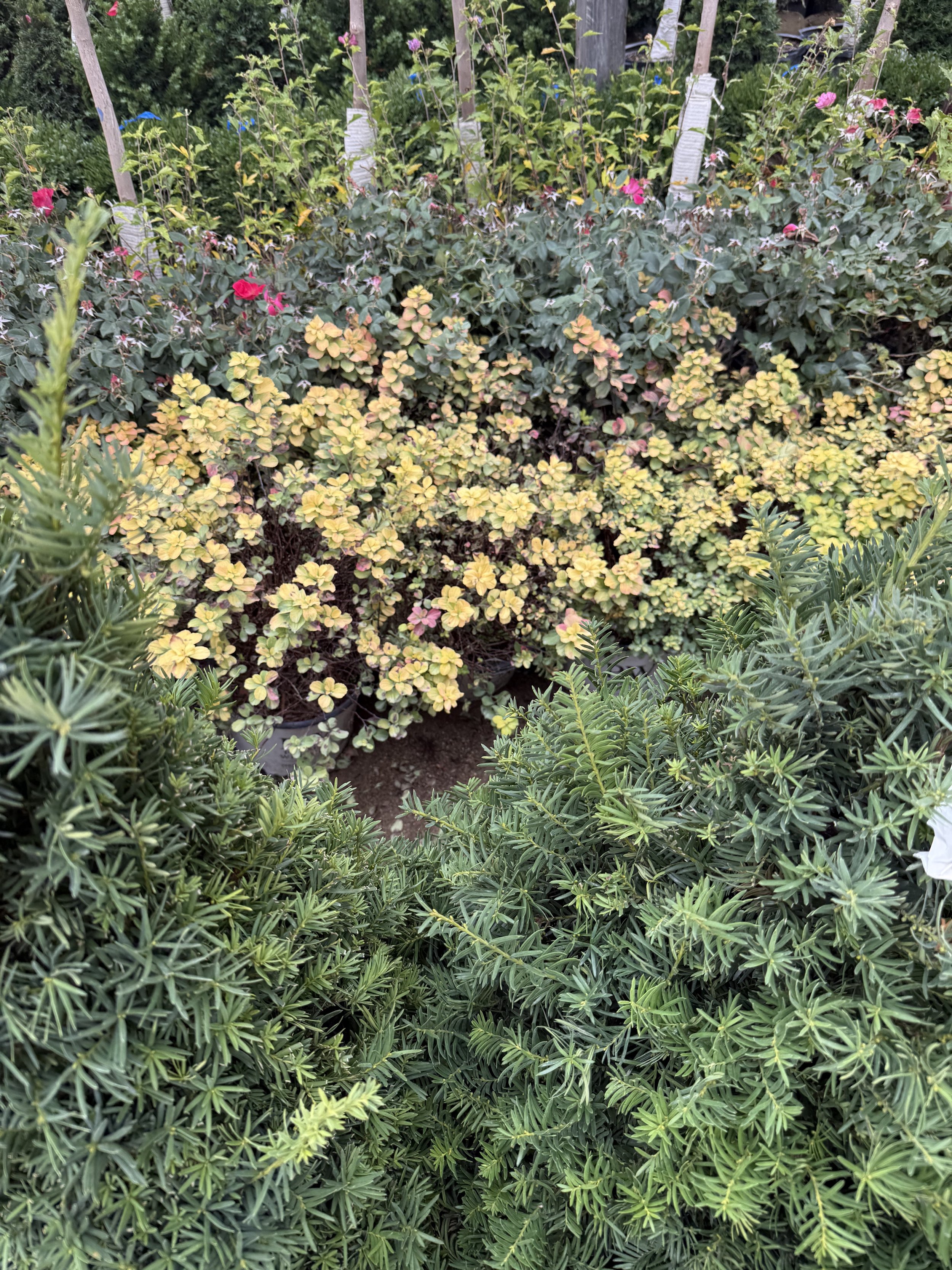 A variety of flowering plants and shrubs in a garden, with pink, yellow, and purple flowers, surrounded by green foliage.
