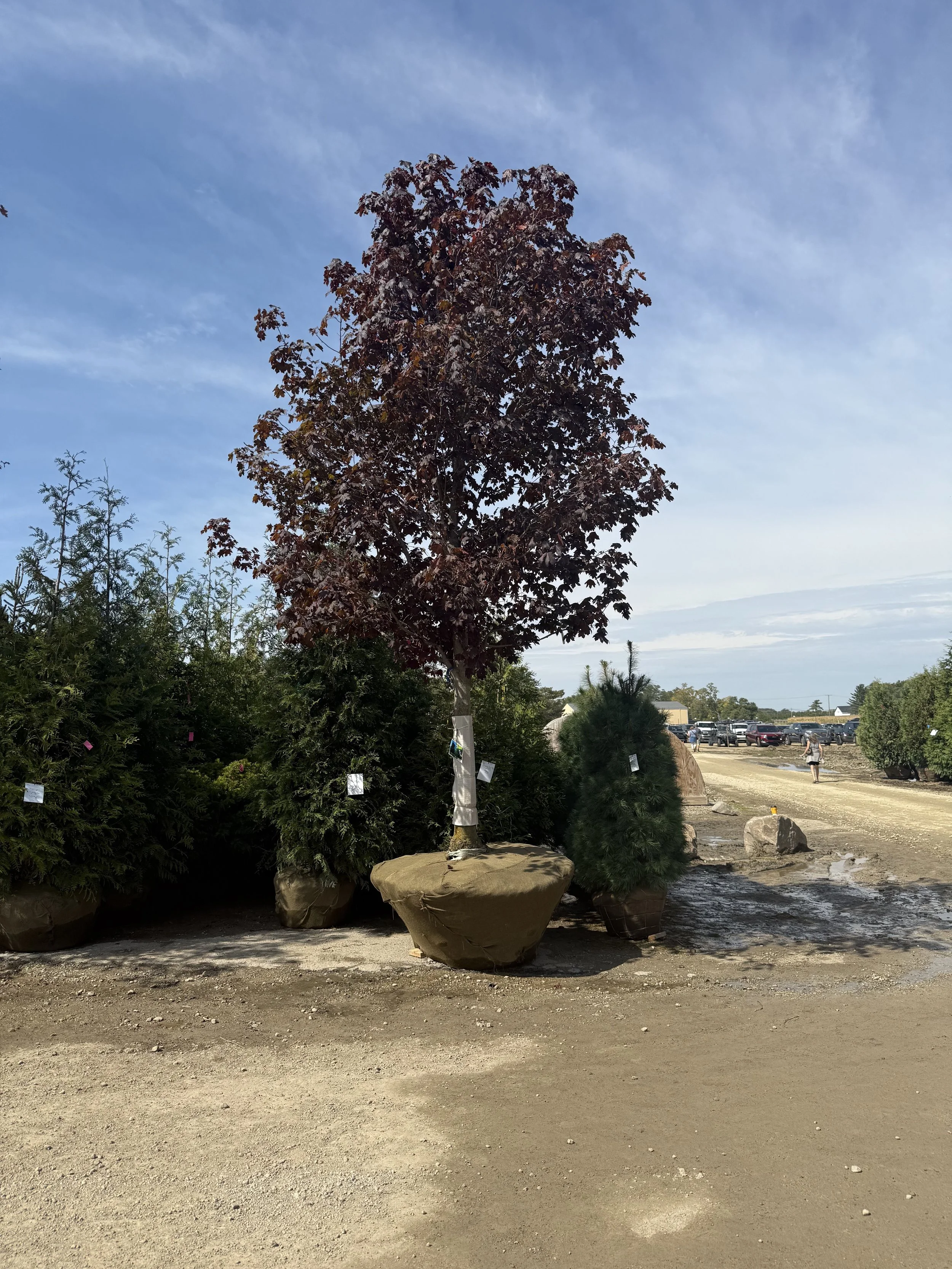 A large tree with reddish leaves planted in a large pot outdoors, surrounded by other potted plants at a nursery or garden center.