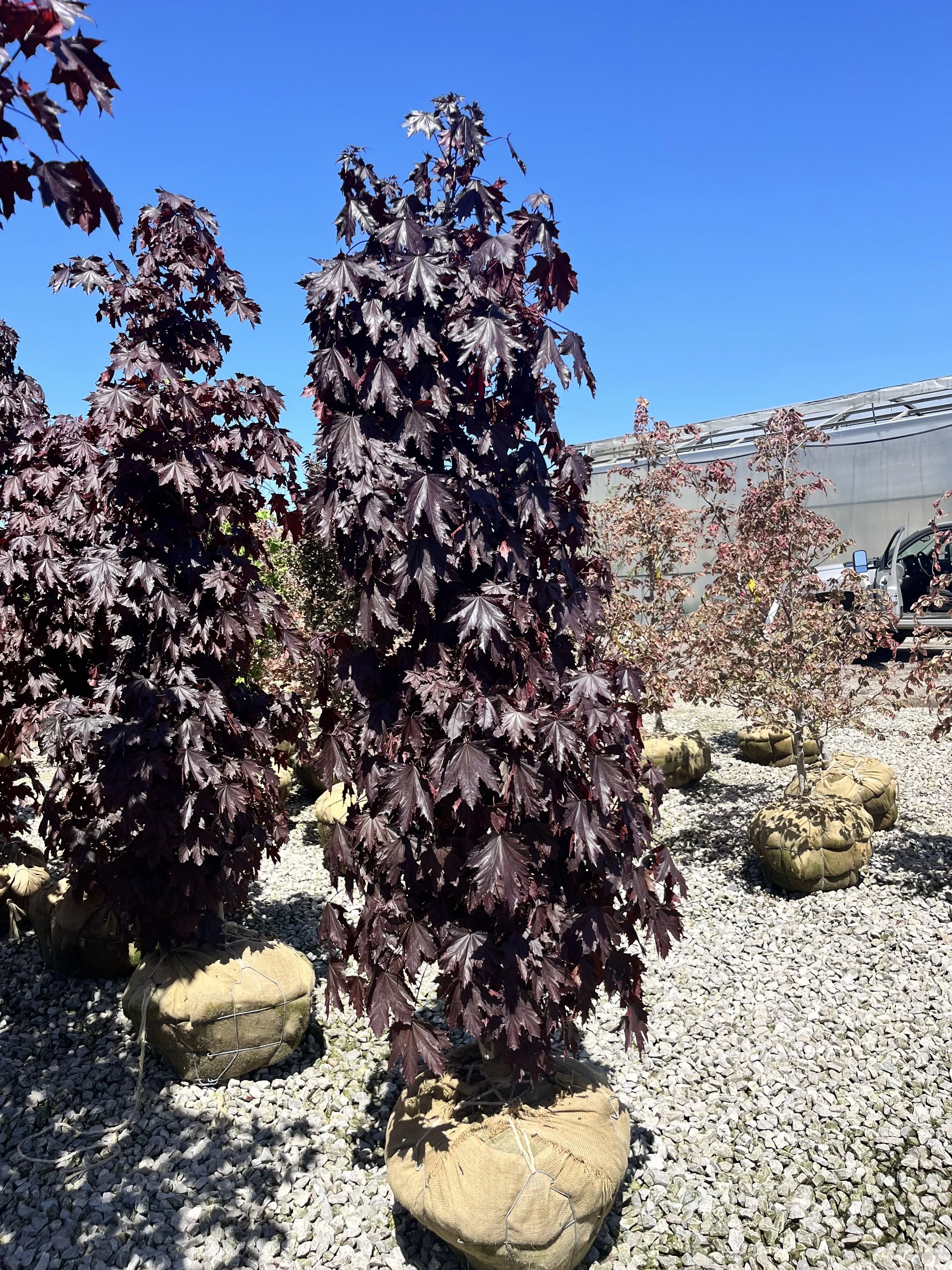 Purple-leafed trees planted in fabric bags on gravel ground under a clear blue sky.