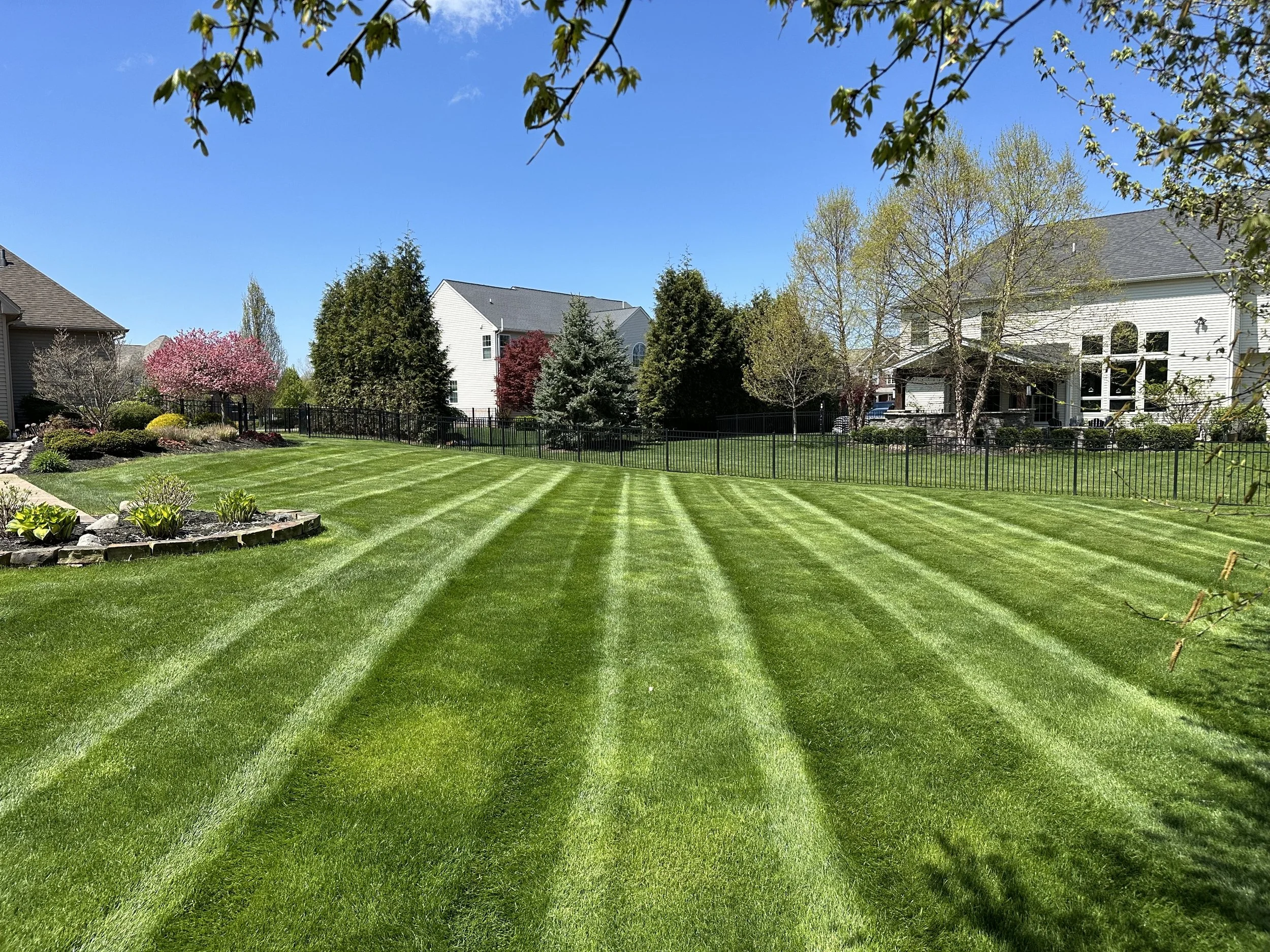 A well-manicured backyard with striped green grass, a stone-edged flower bed on the left with plants, a black fence in the background, and several trees, houses, and a clear blue sky.
