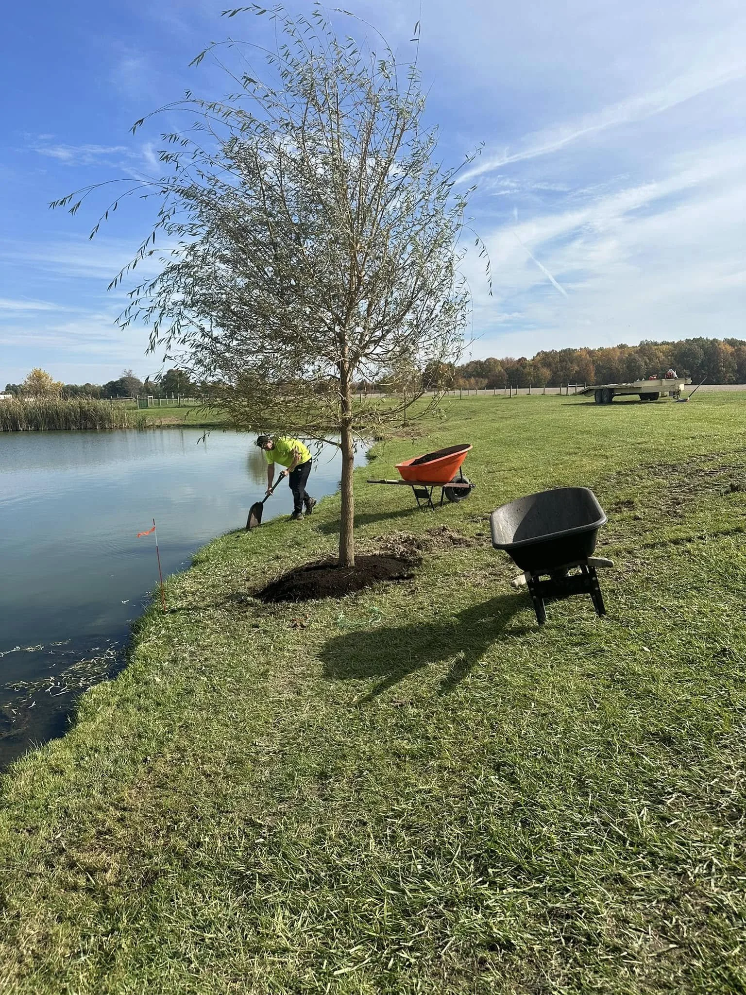Person planting a tree by a lake on a sunny day, with wheelbarrows nearby and a boat in the background.