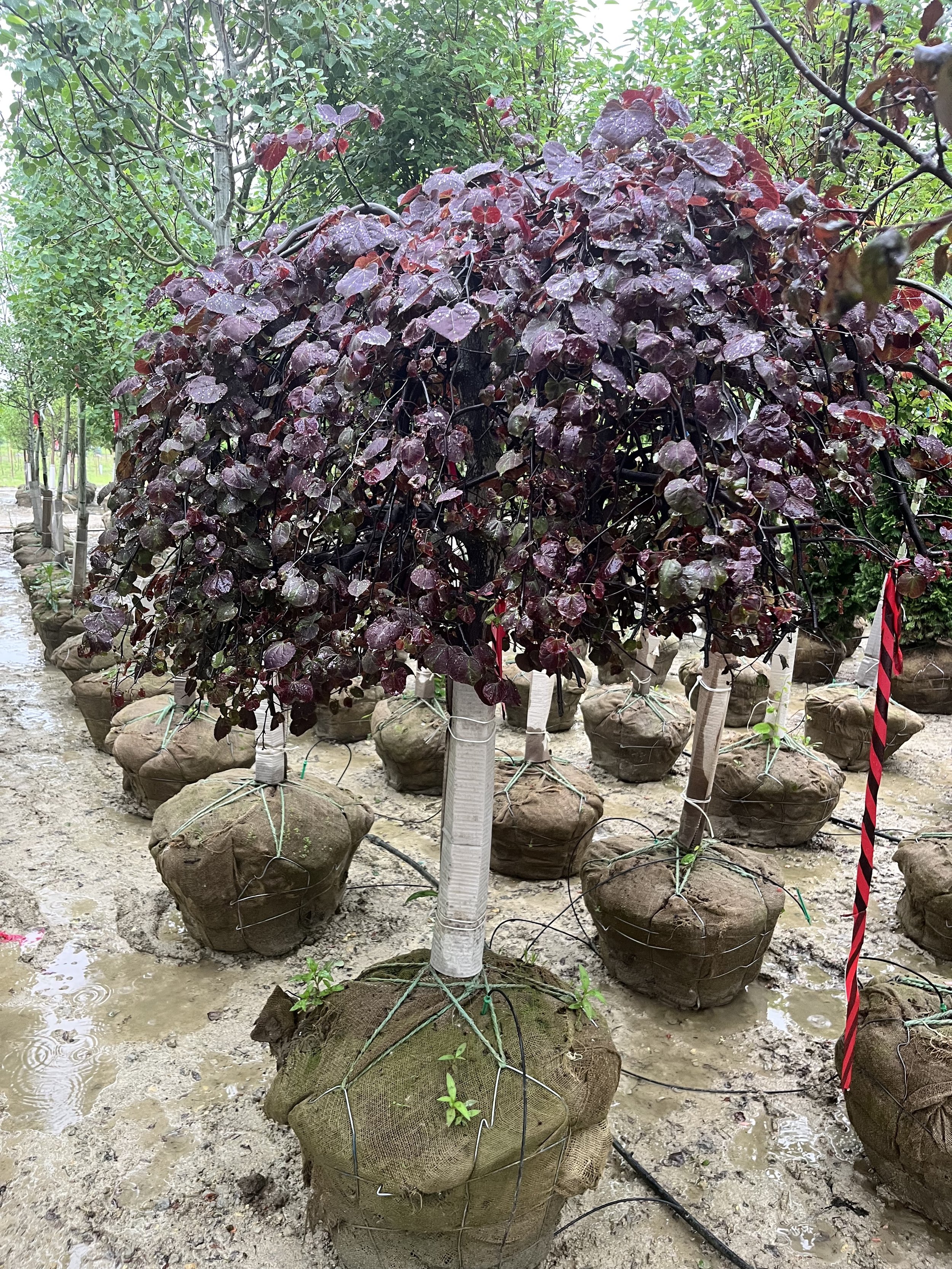 A row of potted trees with purple leaves, placed in burlap-covered pots and tied with wire, in a nursery or garden center.