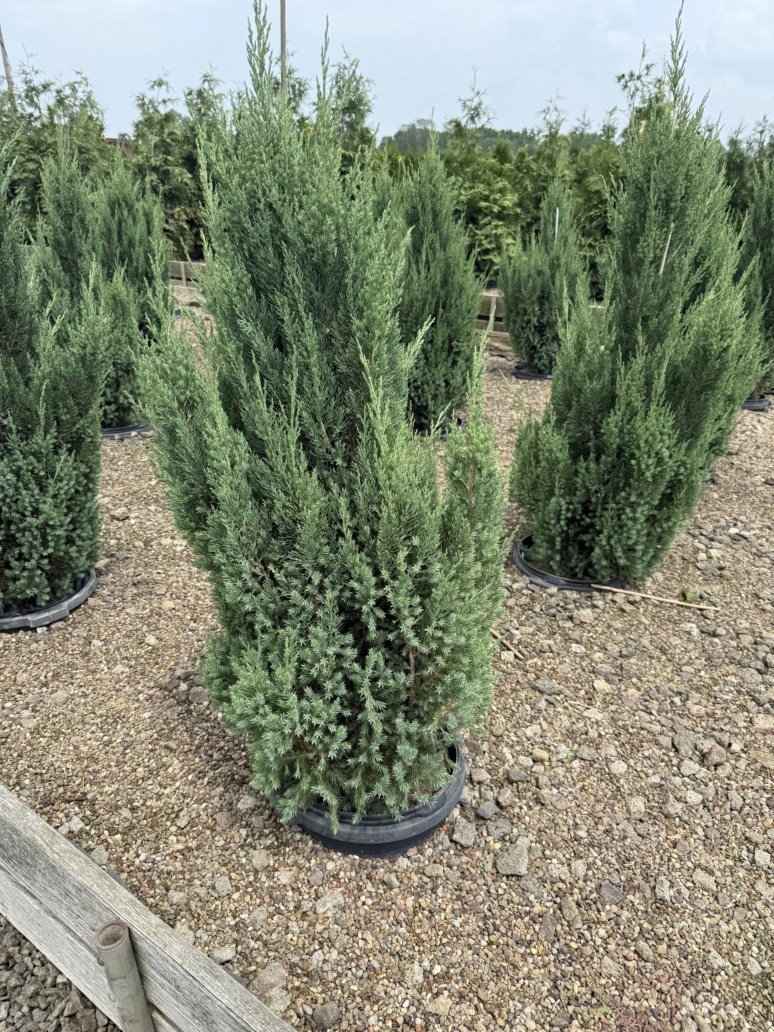 Several potted evergreen trees arranged in rows on a gravel ground at a nursery.