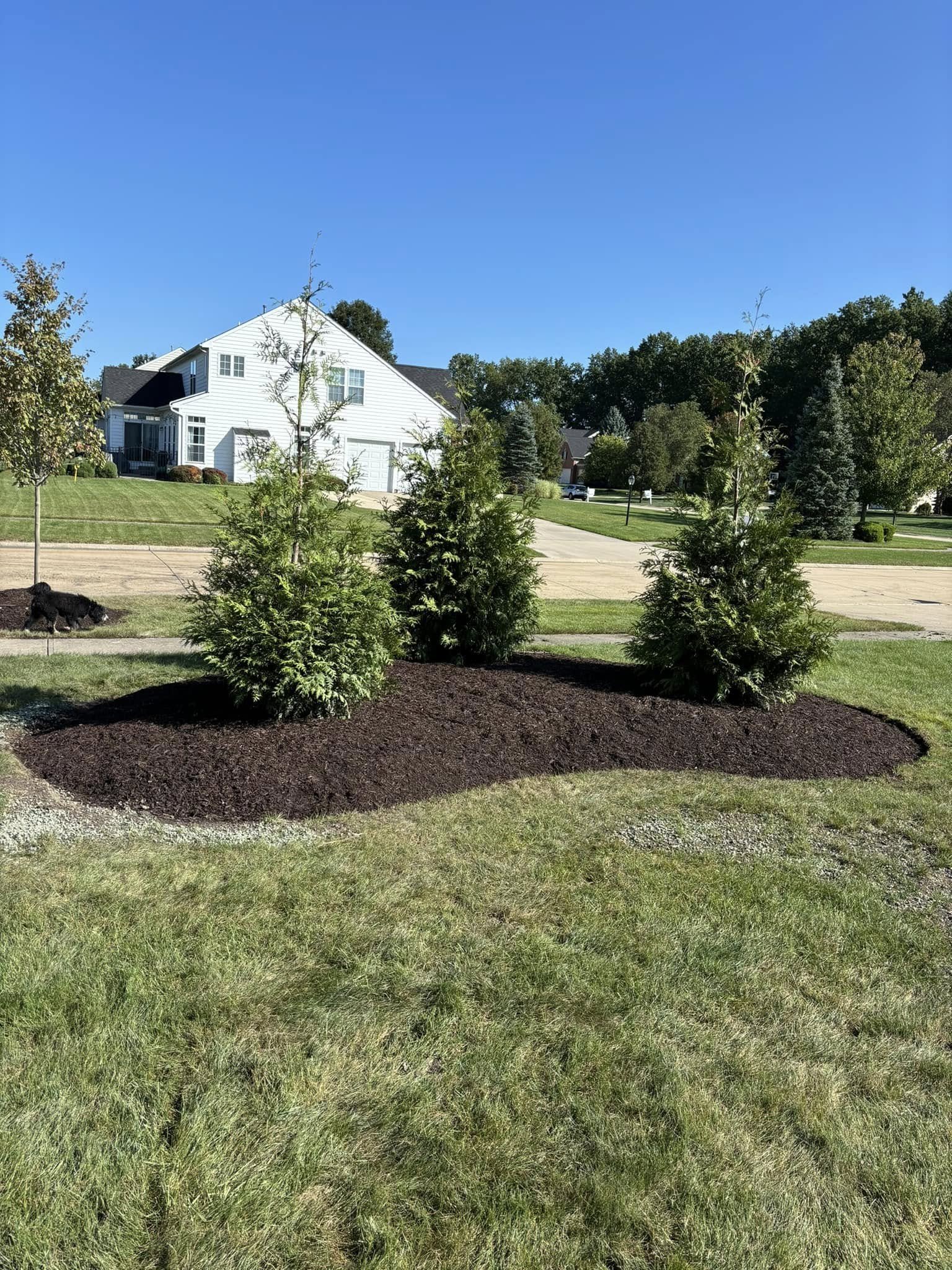 A landscaped yard with three evergreen bushes surrounded by freshly mulched soil, with a complete view of a house and a dog on the lawn in the background.