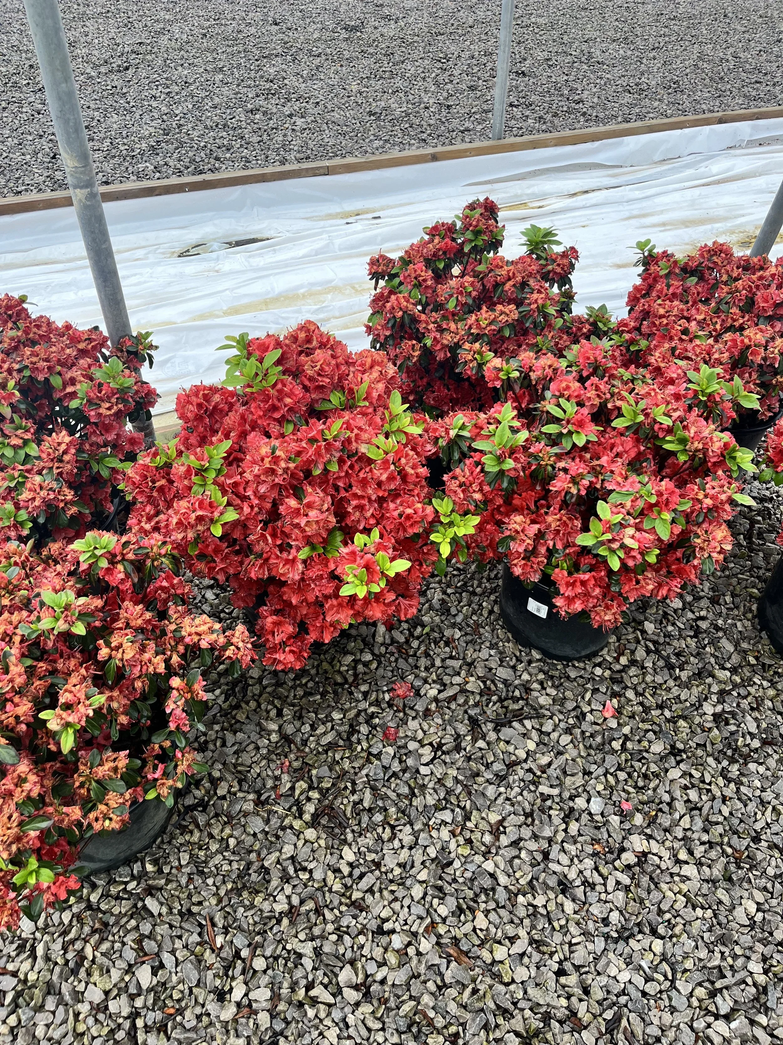 Potted blooming red azalea plants in a garden center, placed on gravel ground.
