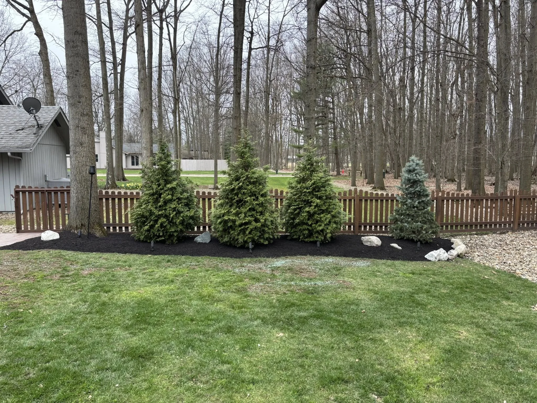 Newly planted evergreen trees in a backyard with a wooden fence and natural wooded area in the background.
