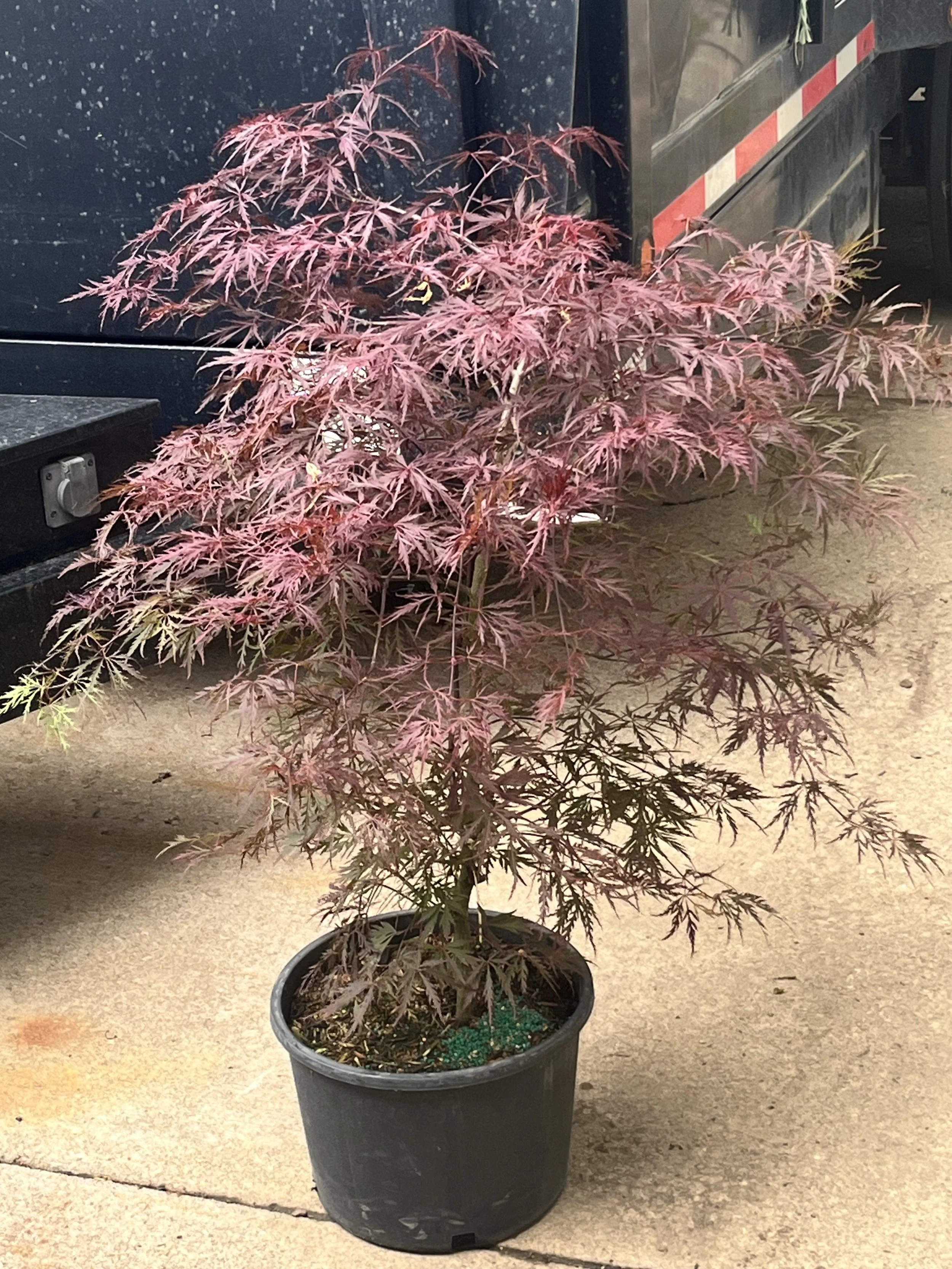 A potted Japanese maple tree with pink and purple leafs placed on a concrete sidewalk.