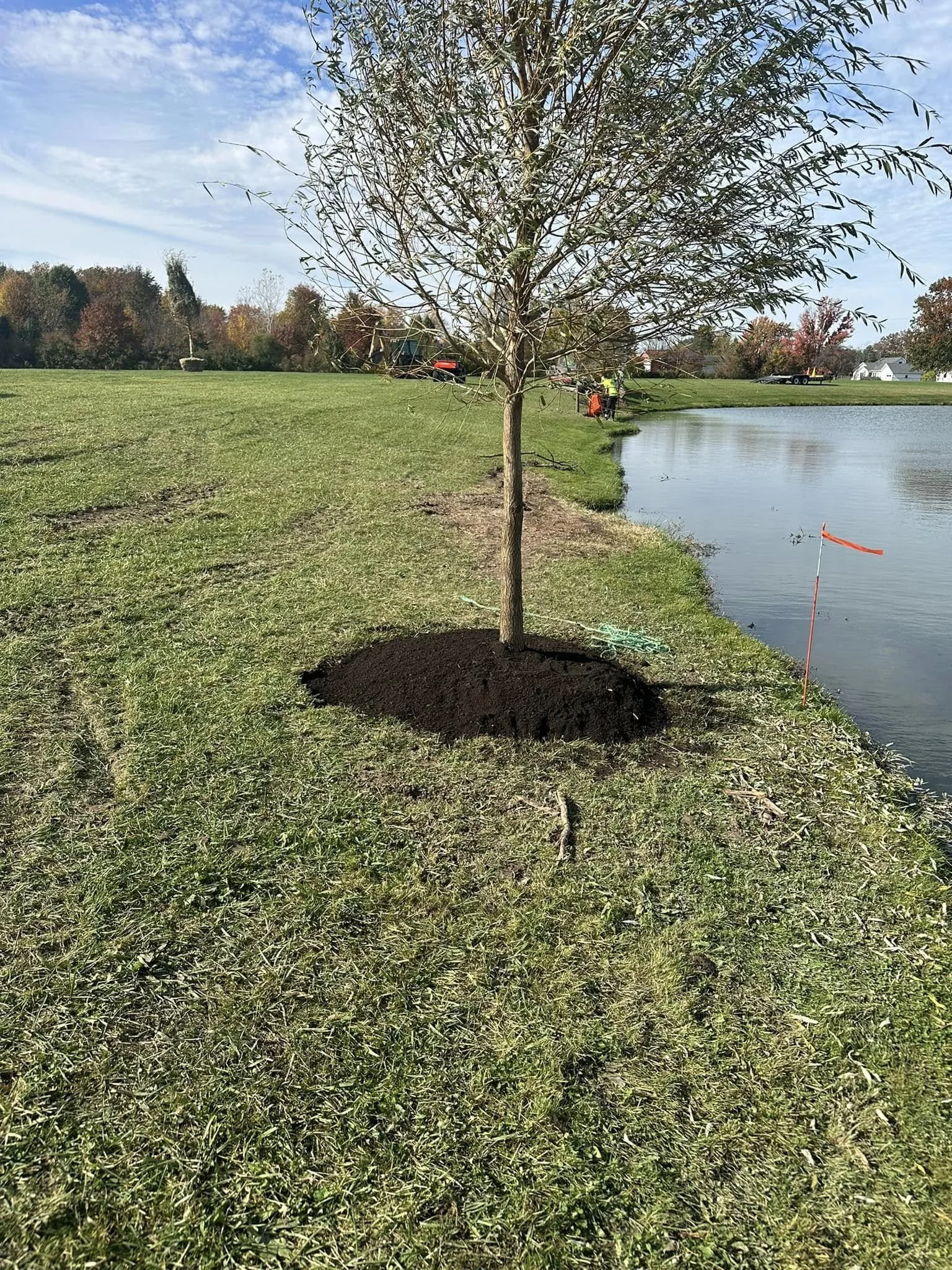 A young tree has been recently planted along the edge of a pond, with a mound of dark soil around its base and a small orange flag in the water nearby.