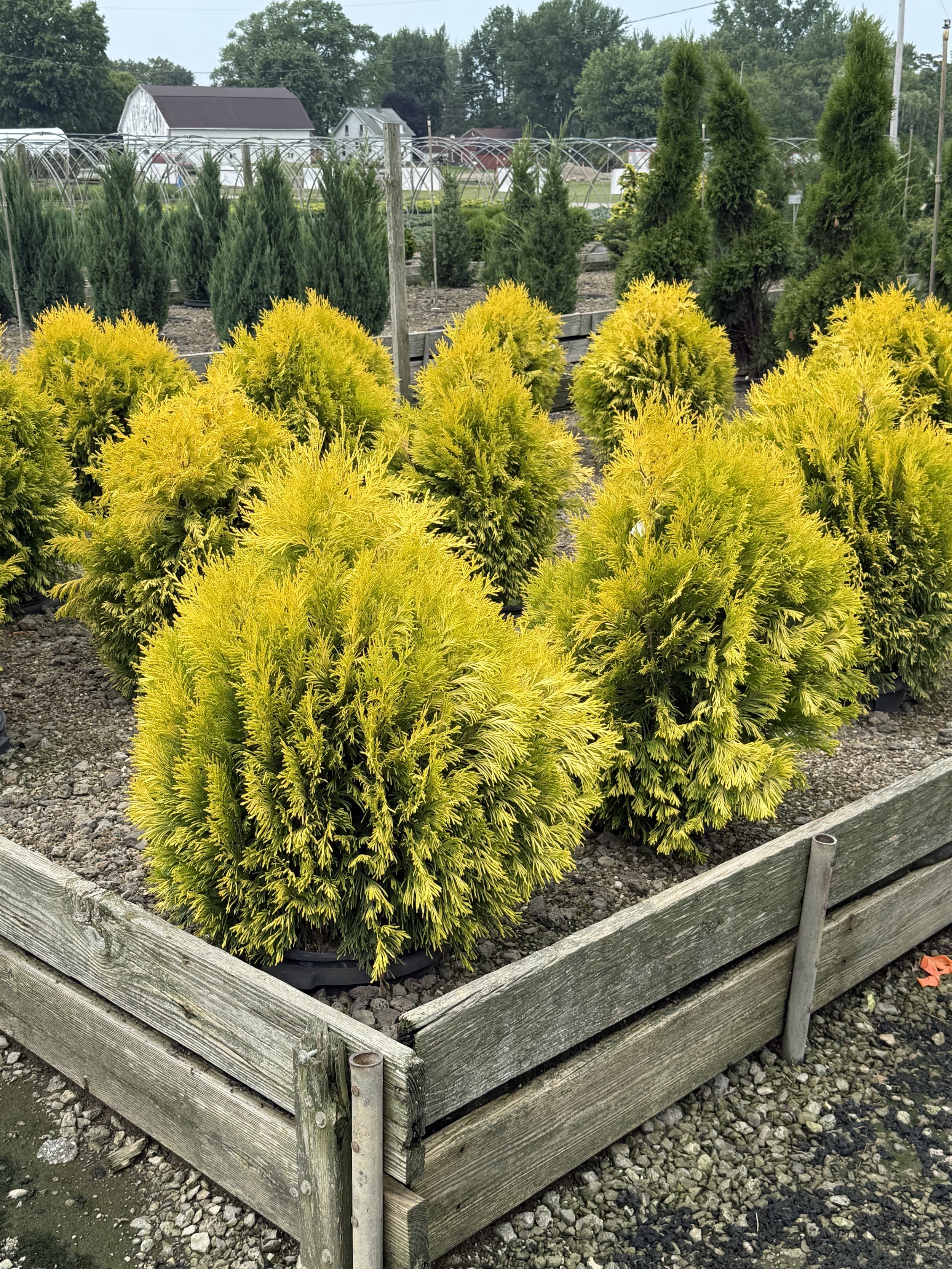 Green and yellow bushy shrubs planted in a wooden raised garden bed at a nursery.