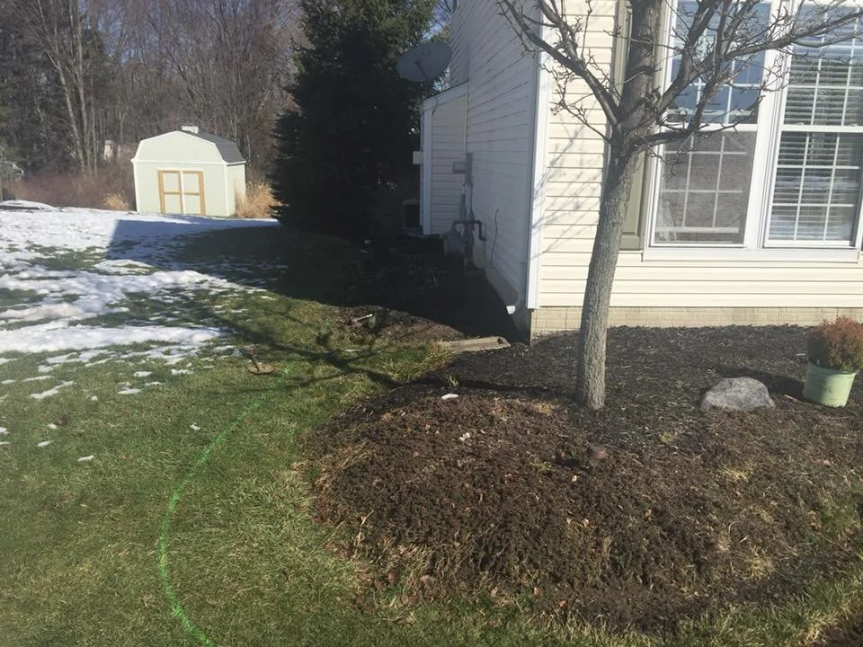 A small yard with a newly planted tree surrounded by fresh mulch, a patch of snow on the grass, and a white house with a window and siding. There is a green garden hose on the grass and a small shed in the background.