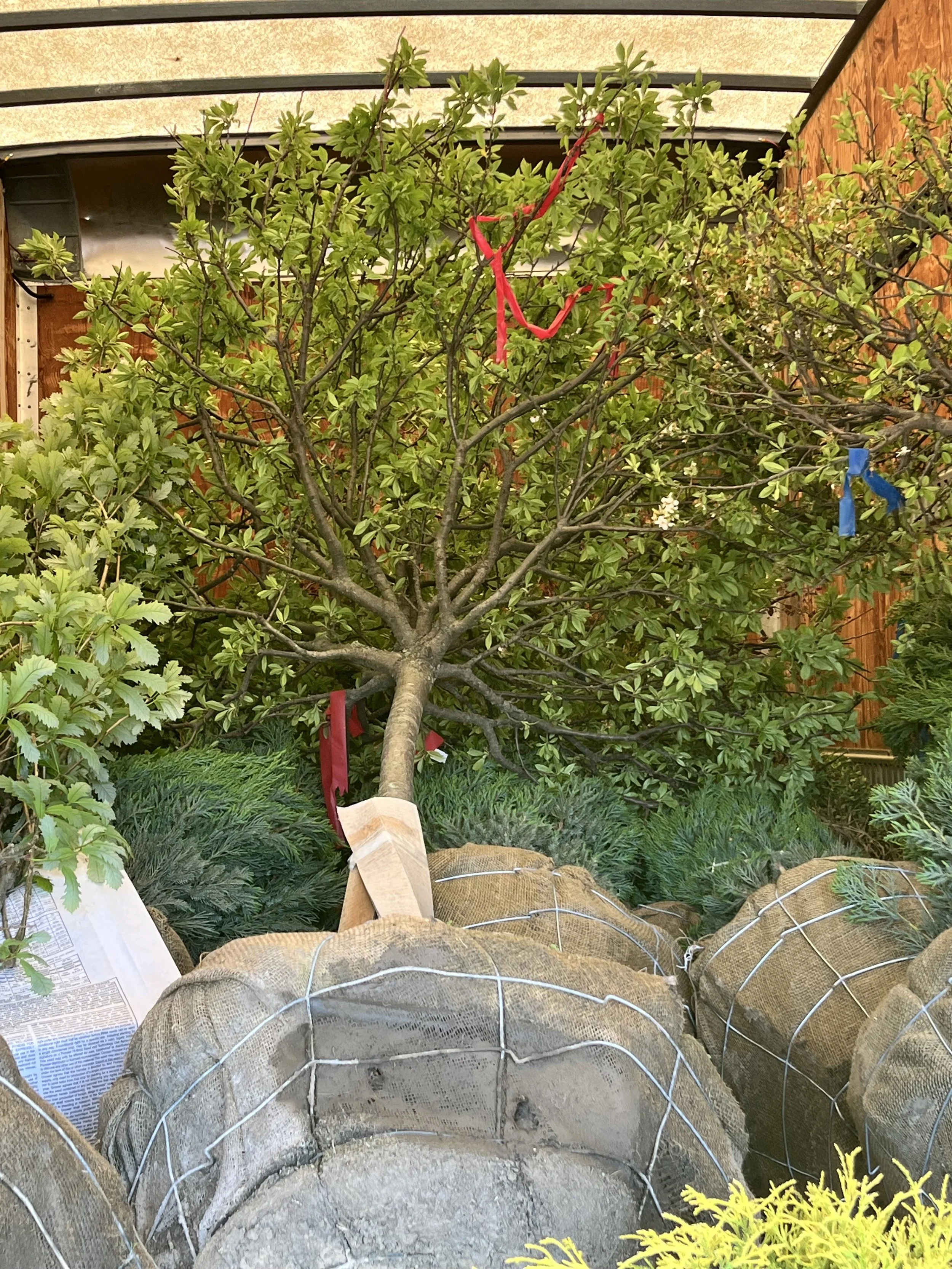 A small tree transplanted into a yard, wrapped with burlap around its root ball and secured with wire, with red and blue ribbons tied to some branches, and surrounded by various shrubs and garden plants.