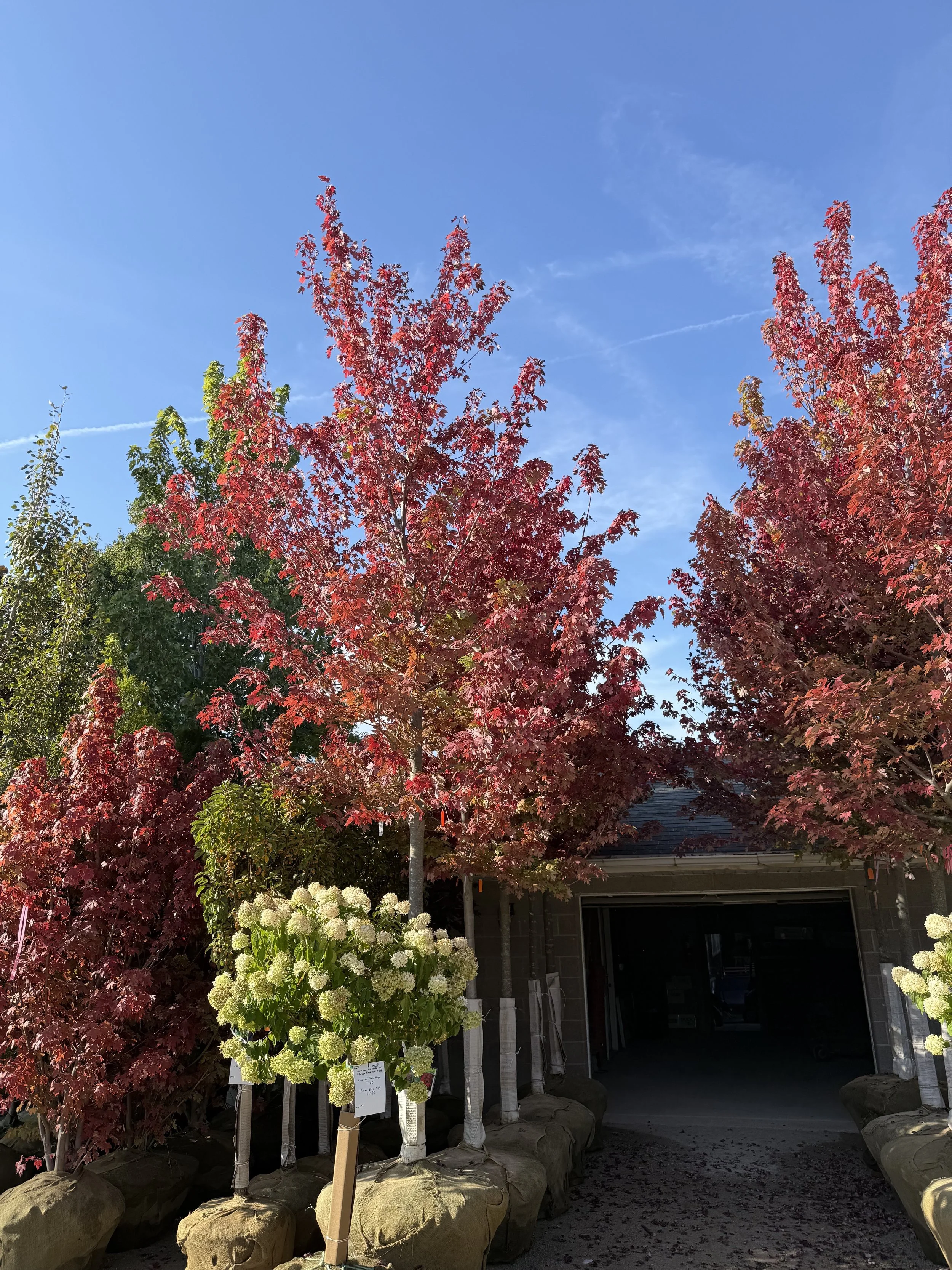 Colorful autumn trees with red and green leaves frame a house with a garage, under a bright blue sky.