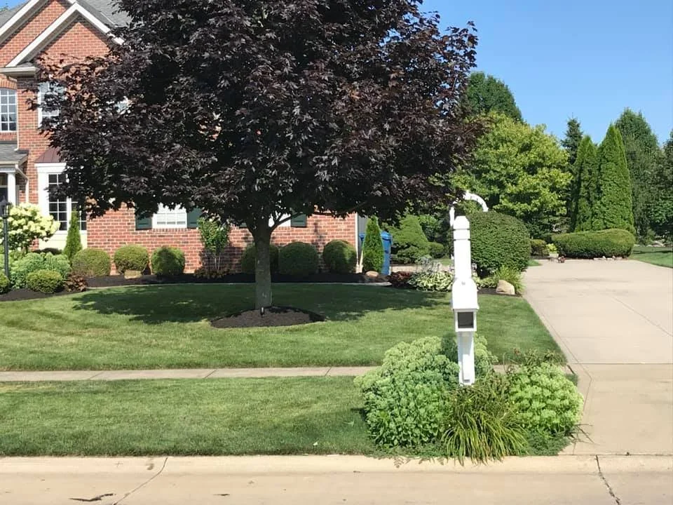 A well-maintained suburban front yard with a red brick house, a large dark-leafed tree, green shrubs, a white mailbox, and a concrete driveway on the right.