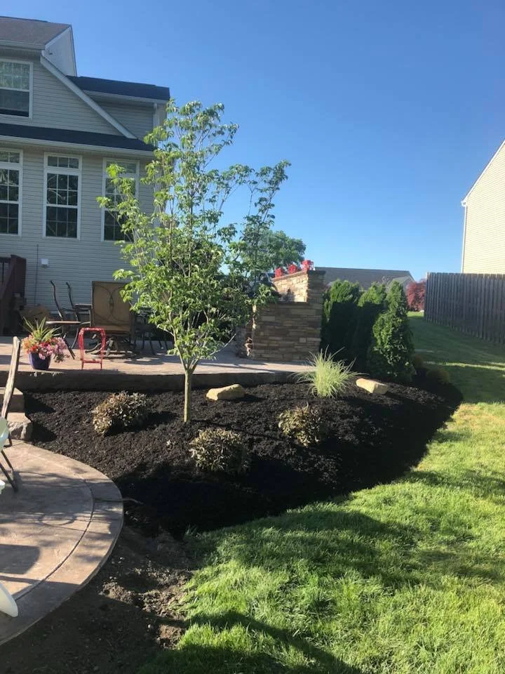 A backyard garden with a young tree, small bushes, and ornamental grasses, surrounded by dark mulch, with a house and patio in the background.