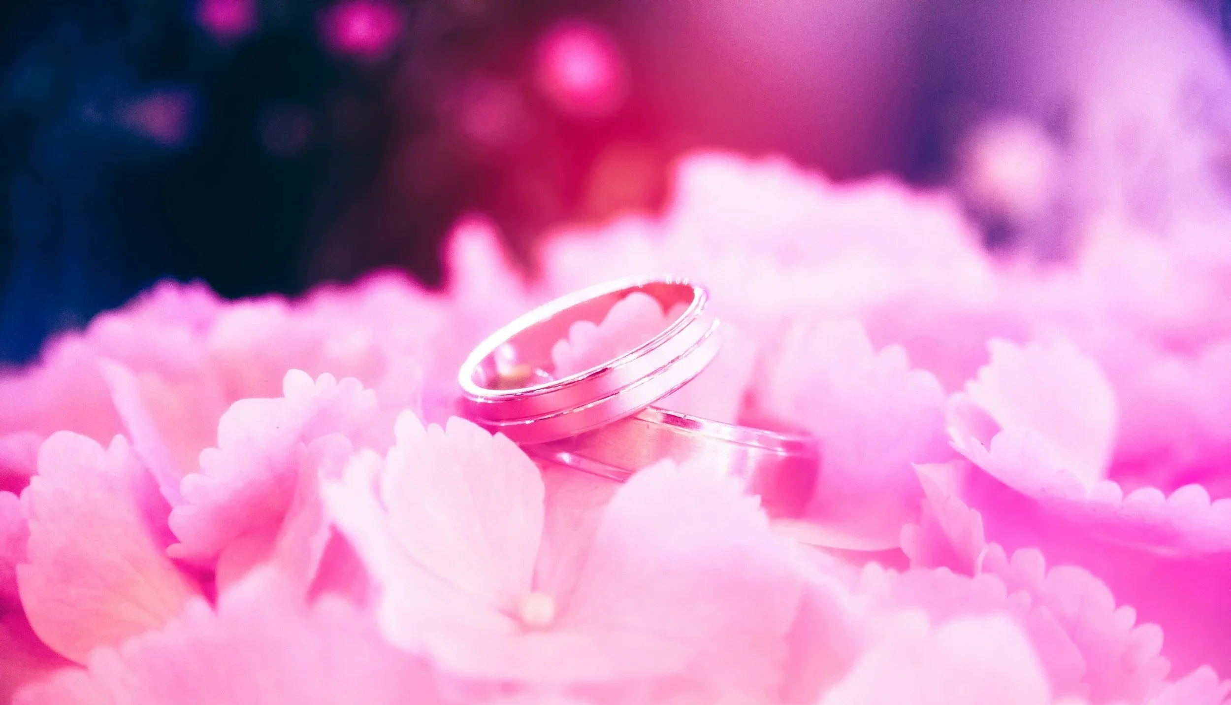 Wedding bands on pink flower petals