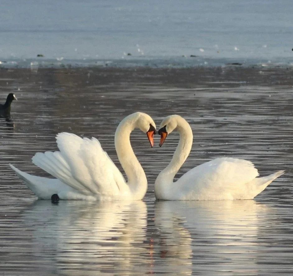 Two swans forming a heart on the water