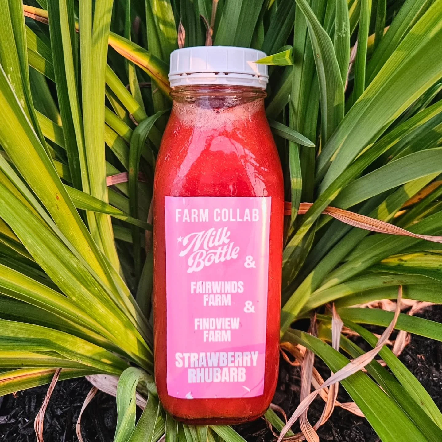 🍓🩷🍓🩷🍓🩷🍓🩷🍓🩷🍓
S T R A W B E R R Y  R H U B A R B 
FARM COLLAB
LAST CHANCE THIS WEEKEND!
@fairwindsfarm_maine Strawberries with @findview_farm Rhubarb
A mix that rings in summer with tart, bright, &amp; jammy notes! Drink on it's own over ice