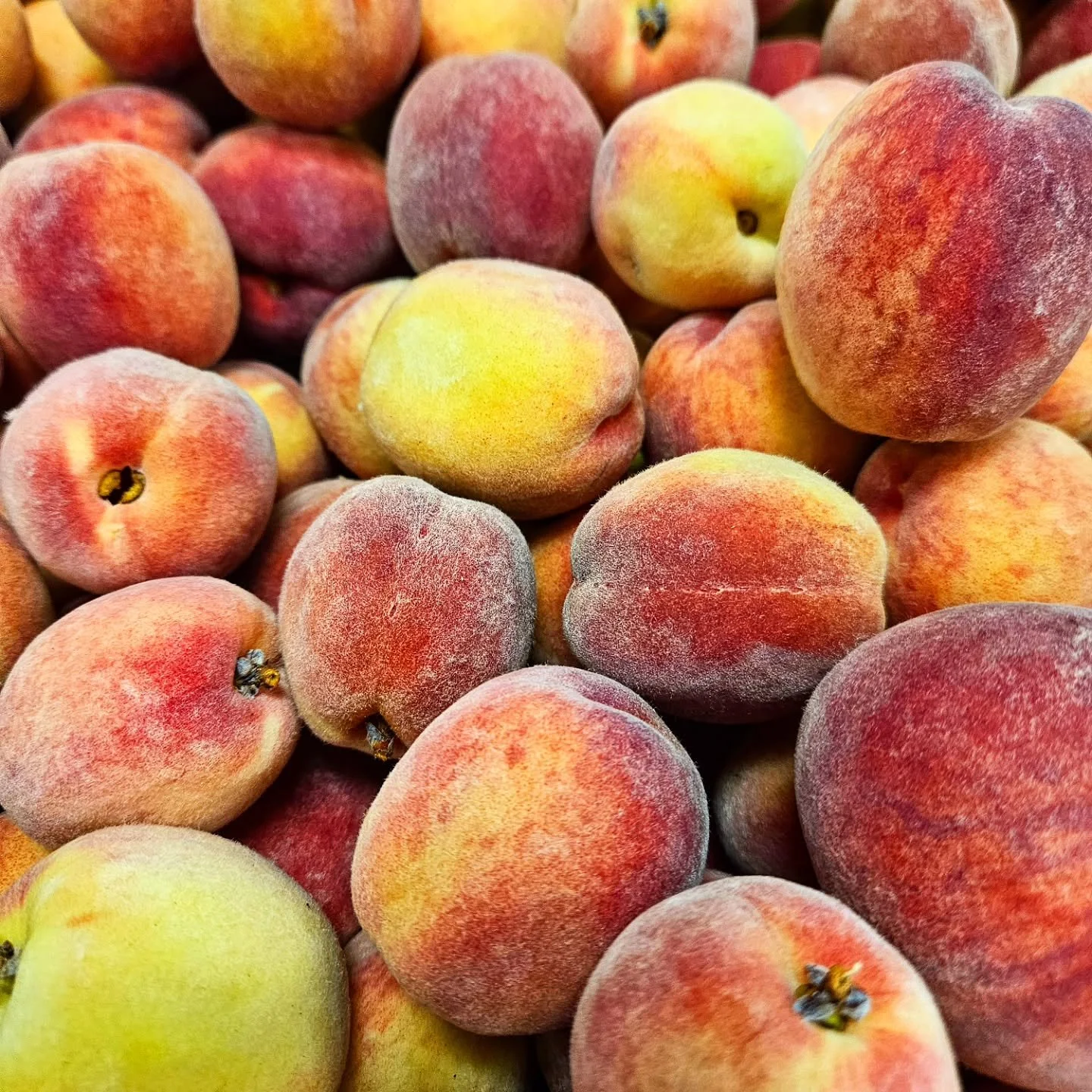 PEACHES ARE HERE!
We roasted these beauts from @michaudorchard and mixed them up with jalapenos to make a spicy peach mixer!
Enjoy it with rum, tequila, vodka, bubbles of any sort or on it's own

More about Michaud Orchard: 

"We are a family-ow