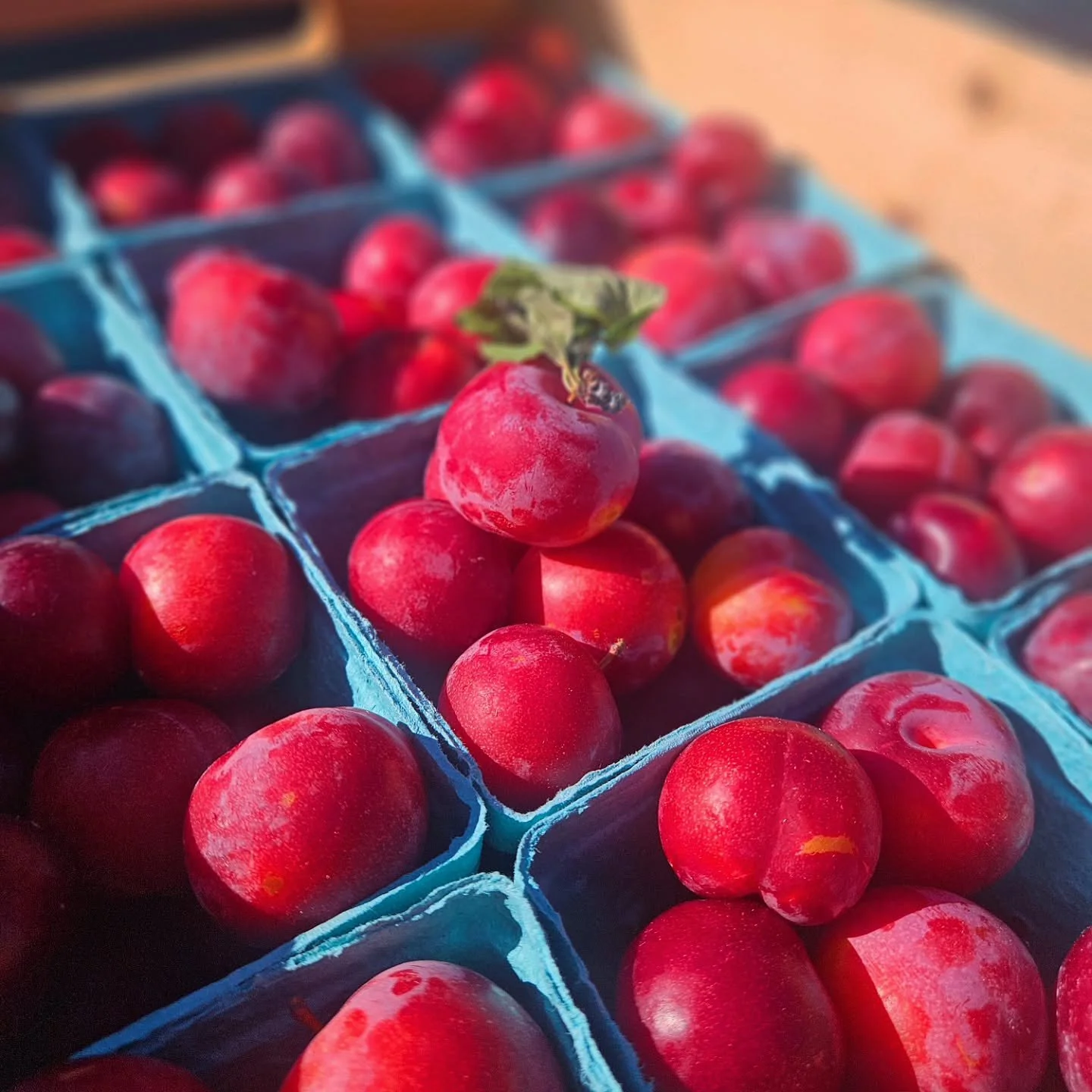 PLUM RASPBERRY BASIL
Coming for ya this weekend!
@michaudorchard gorgeous Plums roasted up with some Raspberries &amp; Tiny Roots Organic Farm Basil!
It'll be tart, juicy, a little sweet and with that base note only basil can bring. The perfect way t