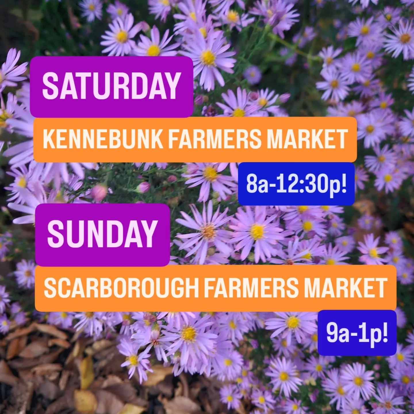 WE'RE BACK THIS WEEKEND
@kennebunkfarmersmarket &amp; @scarboroughfarmersmarket 

We'll have all the classics PLUS Fall Favorites like Maine Maple Mulling Spice &amp; Lemon Ginger Hot Toddy Kits!

Also a tasty new Farm Collab!

See you Saturday &amp;