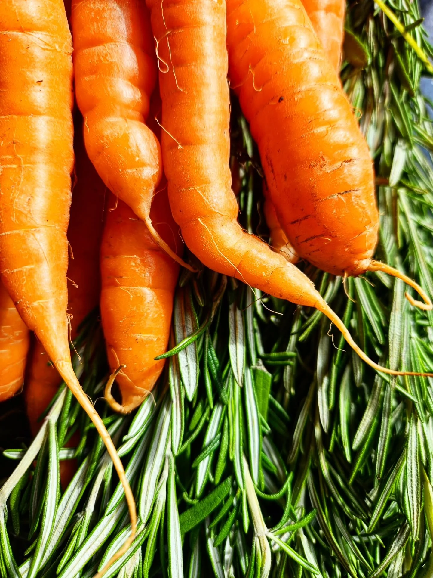 CARROT ORANGE ROSEMARY
SATURDAY 10.31 HALLOWEEN
@gorhamfarmersmkt 

A fan favorite returns just in time

Roasted @oldwellsfarm gorgeous organic Carrots &amp; Rosemary with Orange - earthy, bright and oh so tasty 
A perfect drink to sip over ice, with