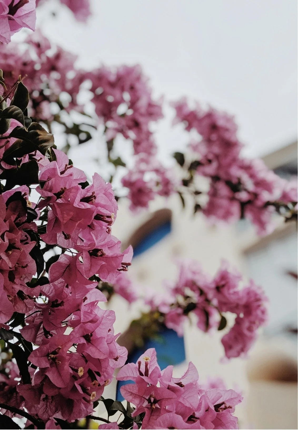 Close-up of pink bougainvillaea flowers with blurred background.