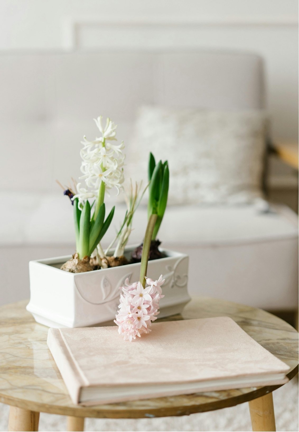 A white rectangular ceramic planter with hyacinth flowers, some still in bulbs, resting on a beige book on a round wooden table.
