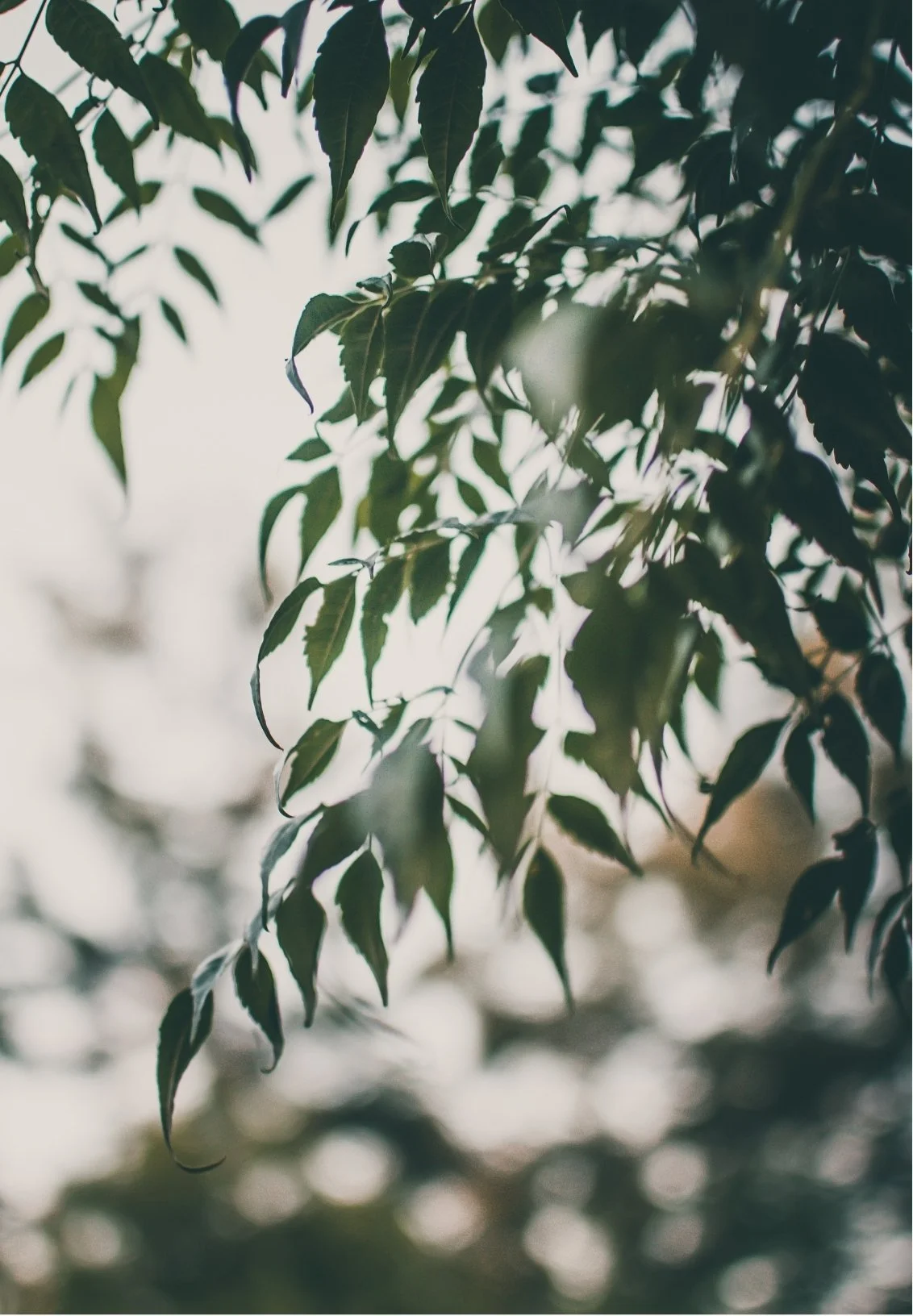 Close-up of green leaves hanging down from a tree, with blurred background and dappled sunlight.