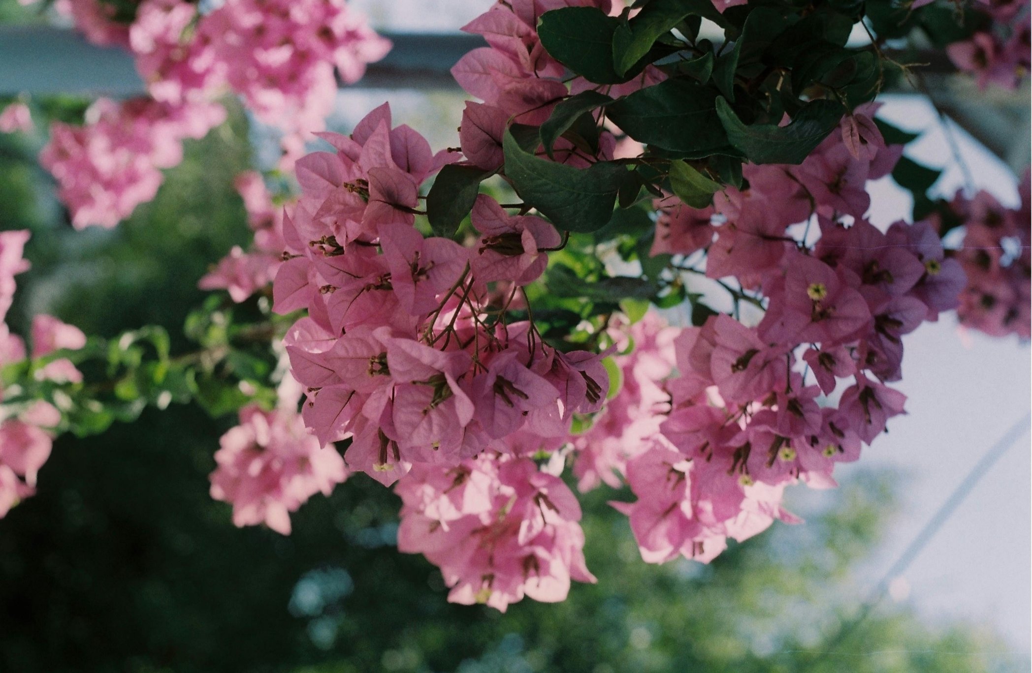 Pink bougainvillea flowers with green leaves outdoors during daytime.