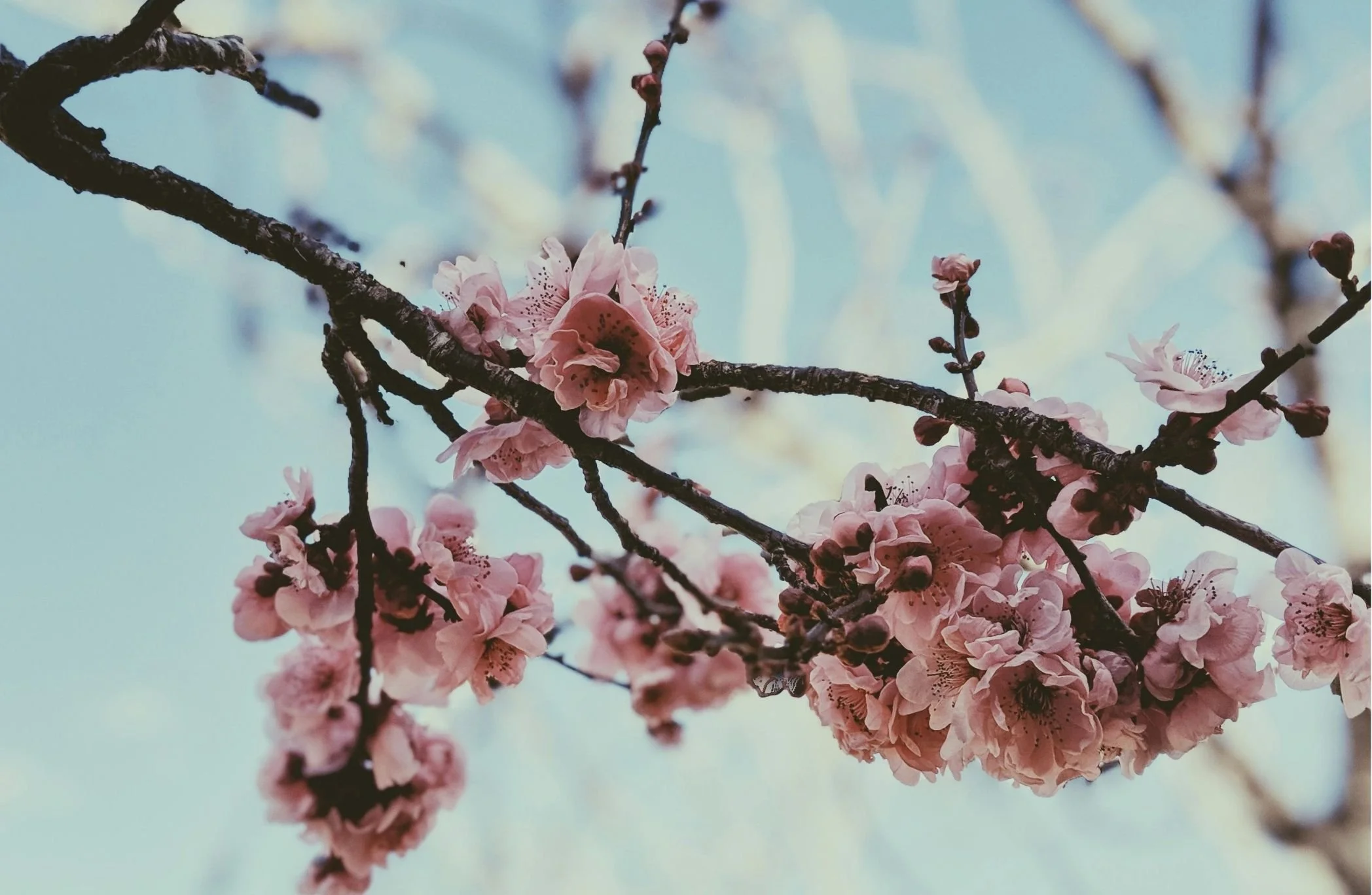 Close-up of pink cherry blossoms blooming on dark tree branches against a blue sky background.