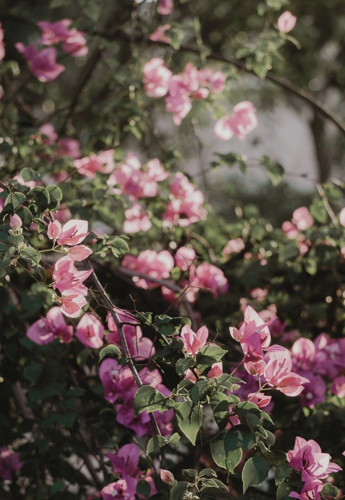 Pink bougainvillea flowers on green leafy vine in sunlight.