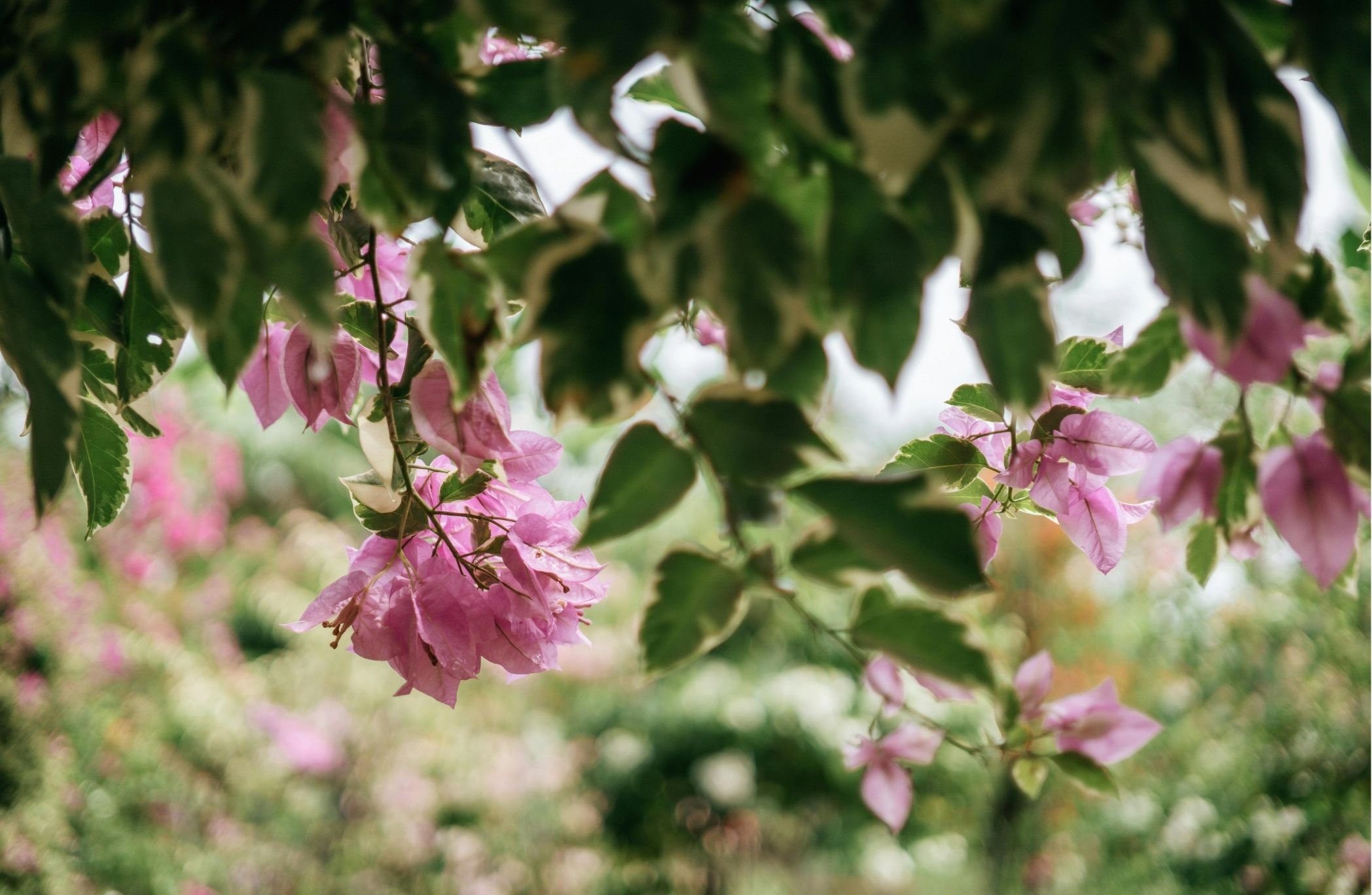 Pink flowers and green leaves in a garden setting with blurred background.
