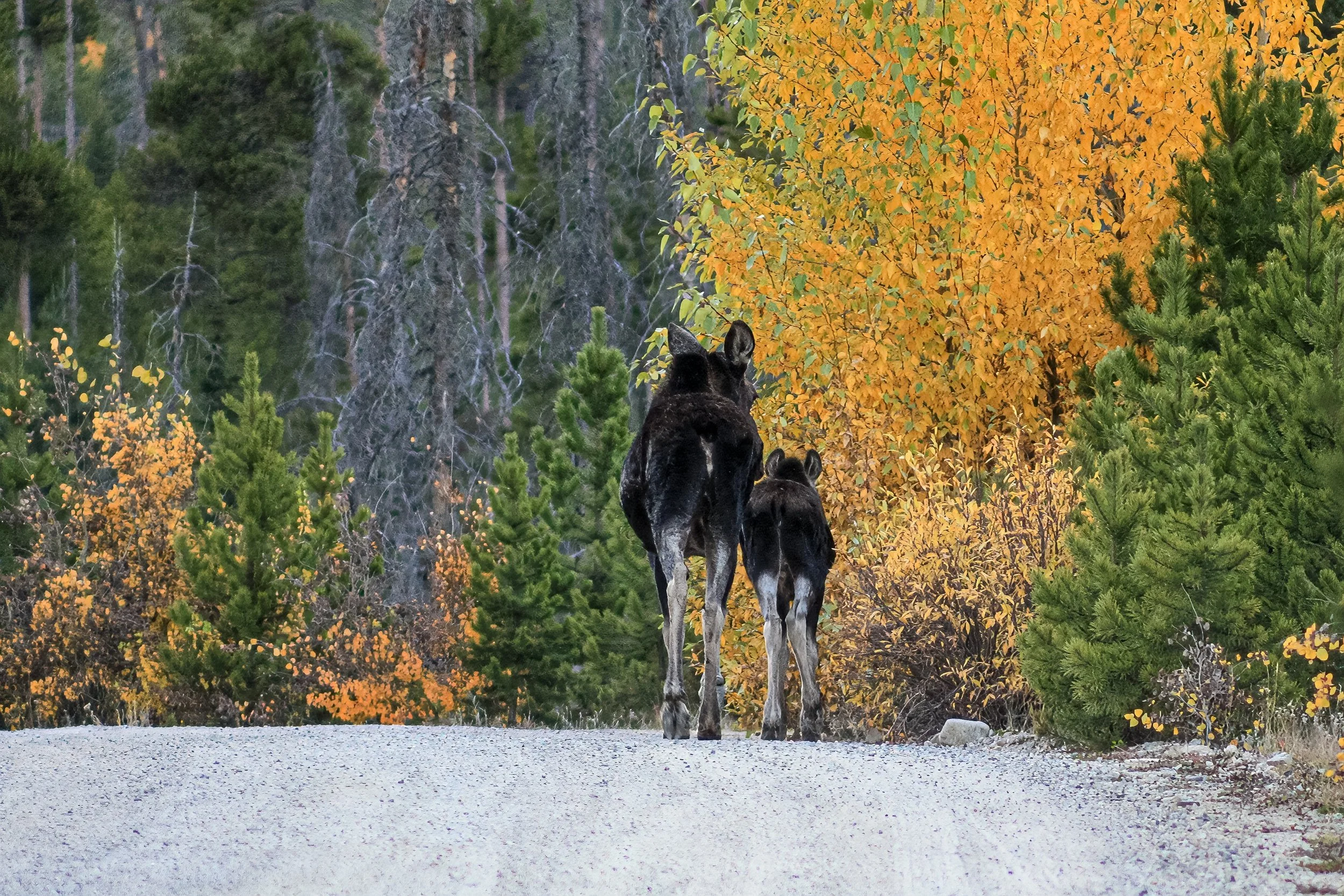A moose and calf walk toward golden autumn trees.