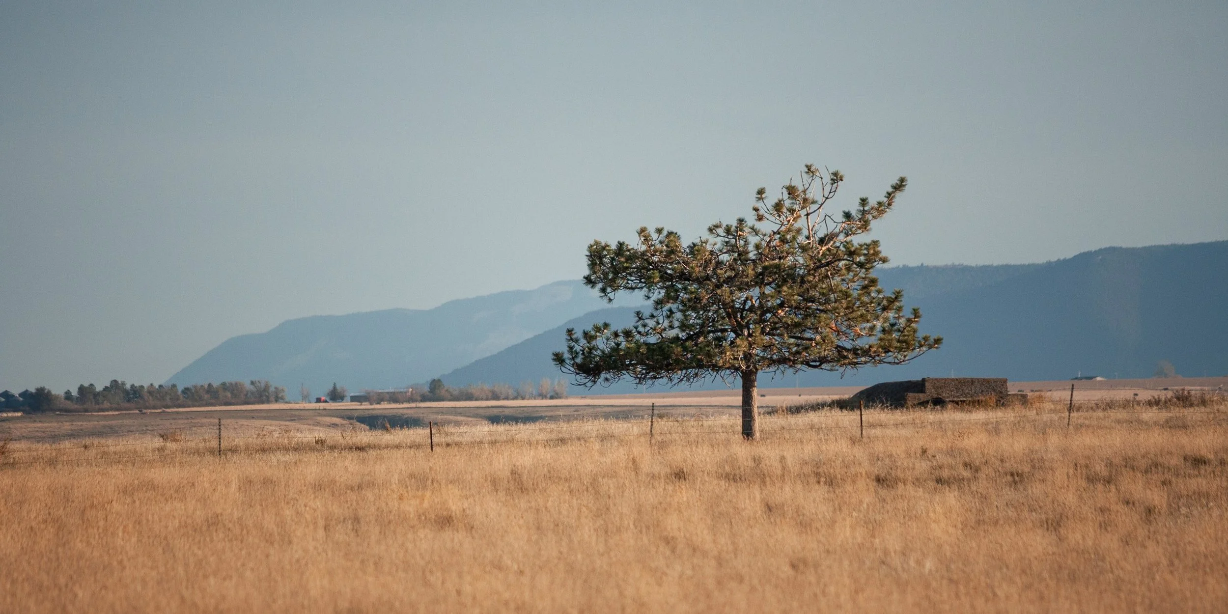 A lone tree stands in golden prairie grass beneath distant mountains.
