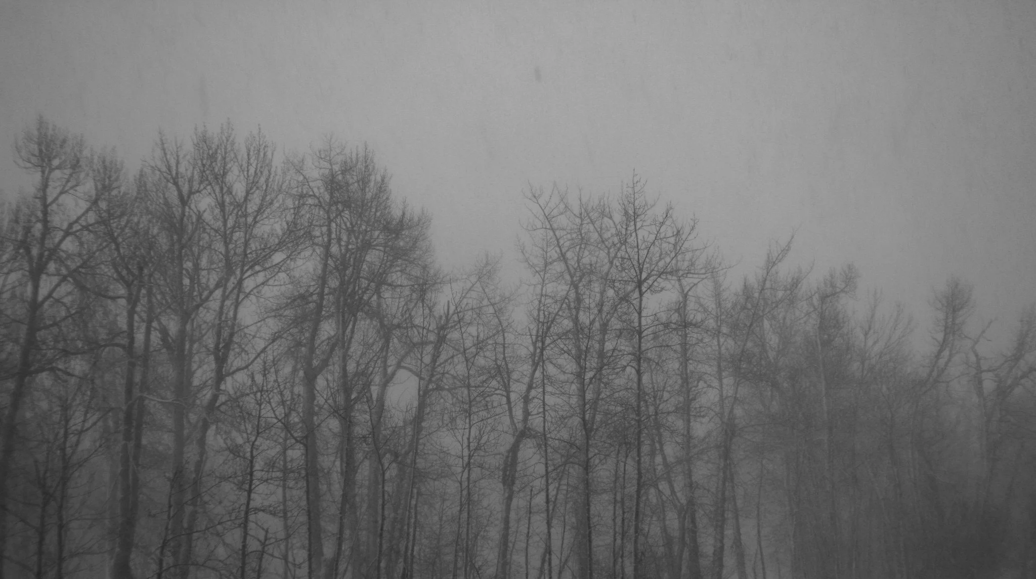 Bare woodland trees fade into gray mist.